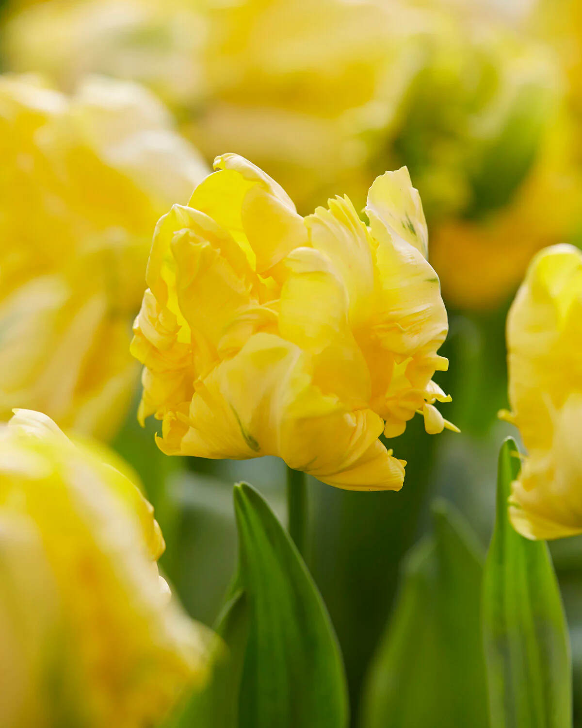 Tulip 'Yellow Madonna' - Image 3