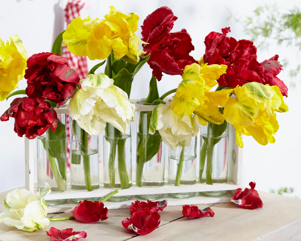 Tulip 'Yellow Madonna' - Image 4