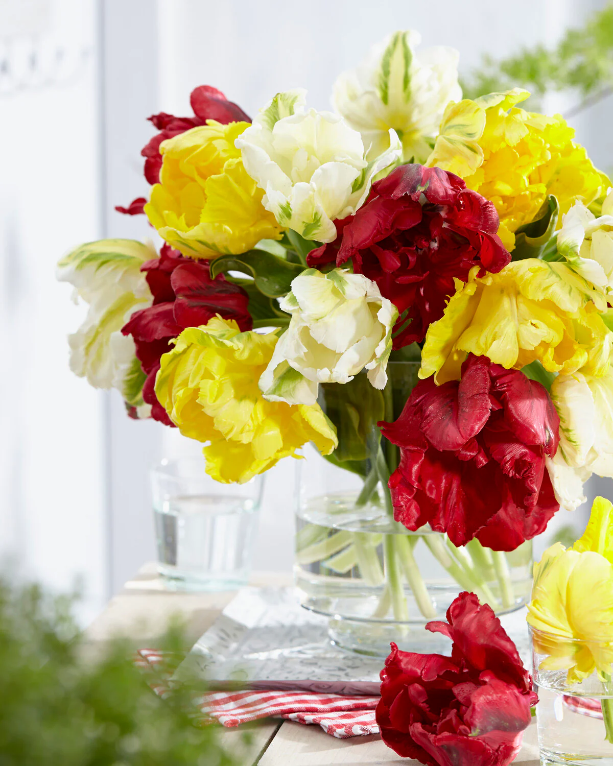 Tulip 'Yellow Madonna' - Image 6