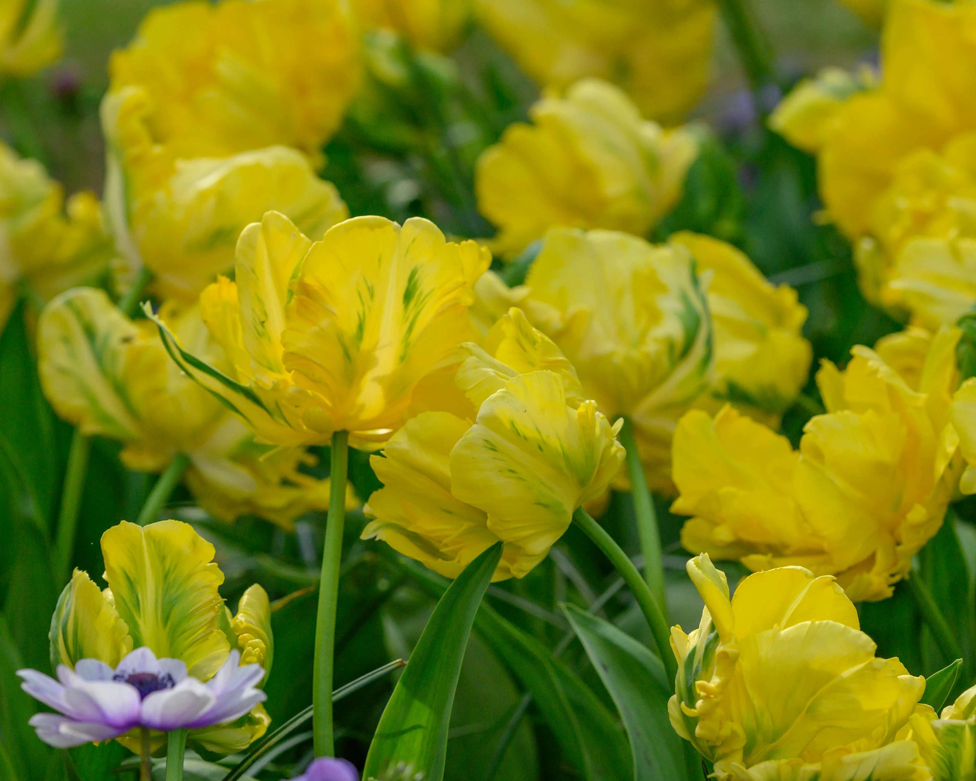 Tulip 'Yellow Madonna' - Image 9