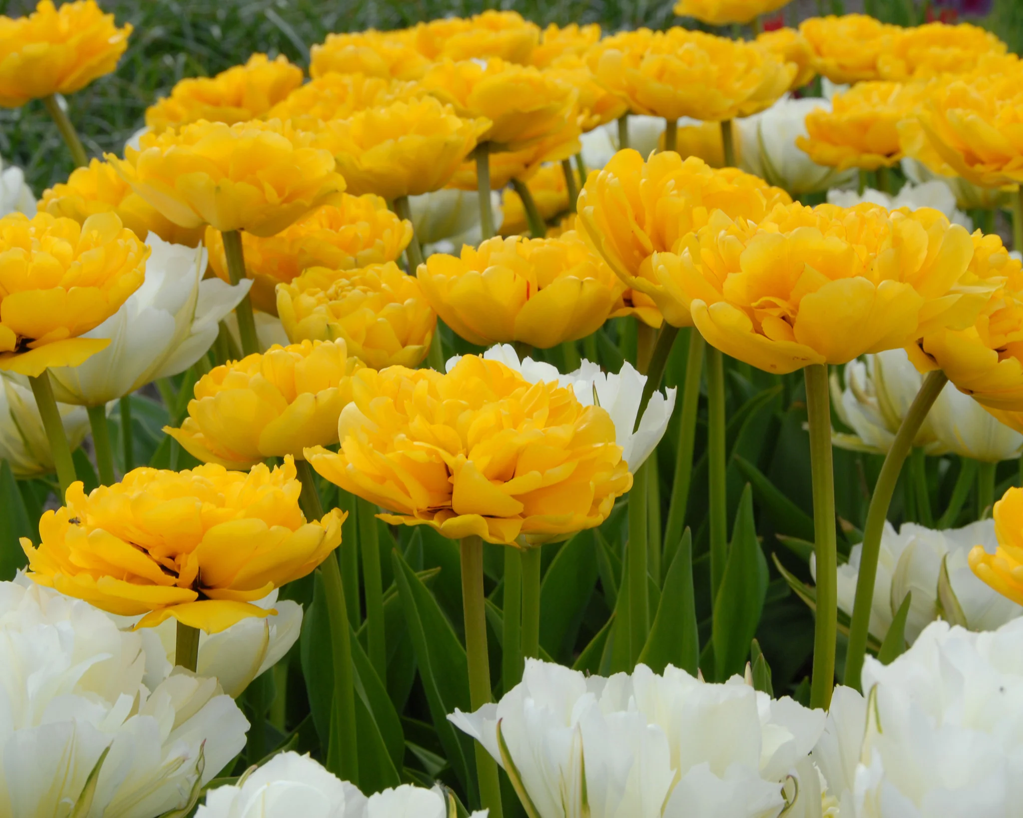 Tulip 'Yellow Pomponette' - Image 2