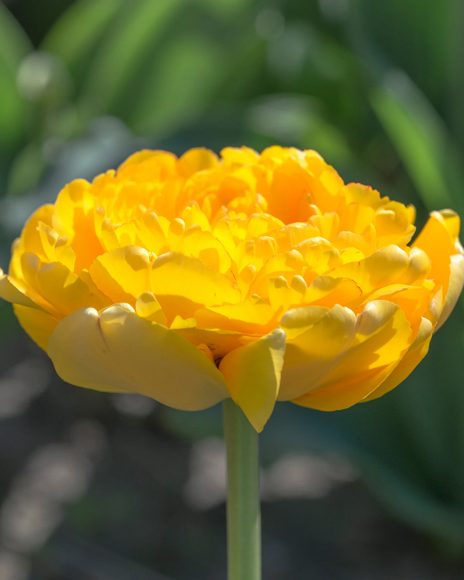Tulip 'Yellow Pomponette' - Image 3