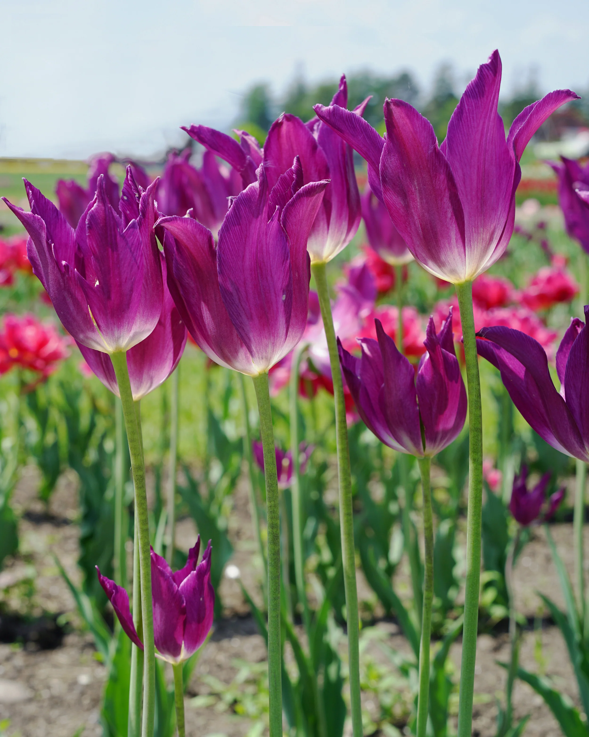 Tulip 'Yume no Murasaki' - Image 2