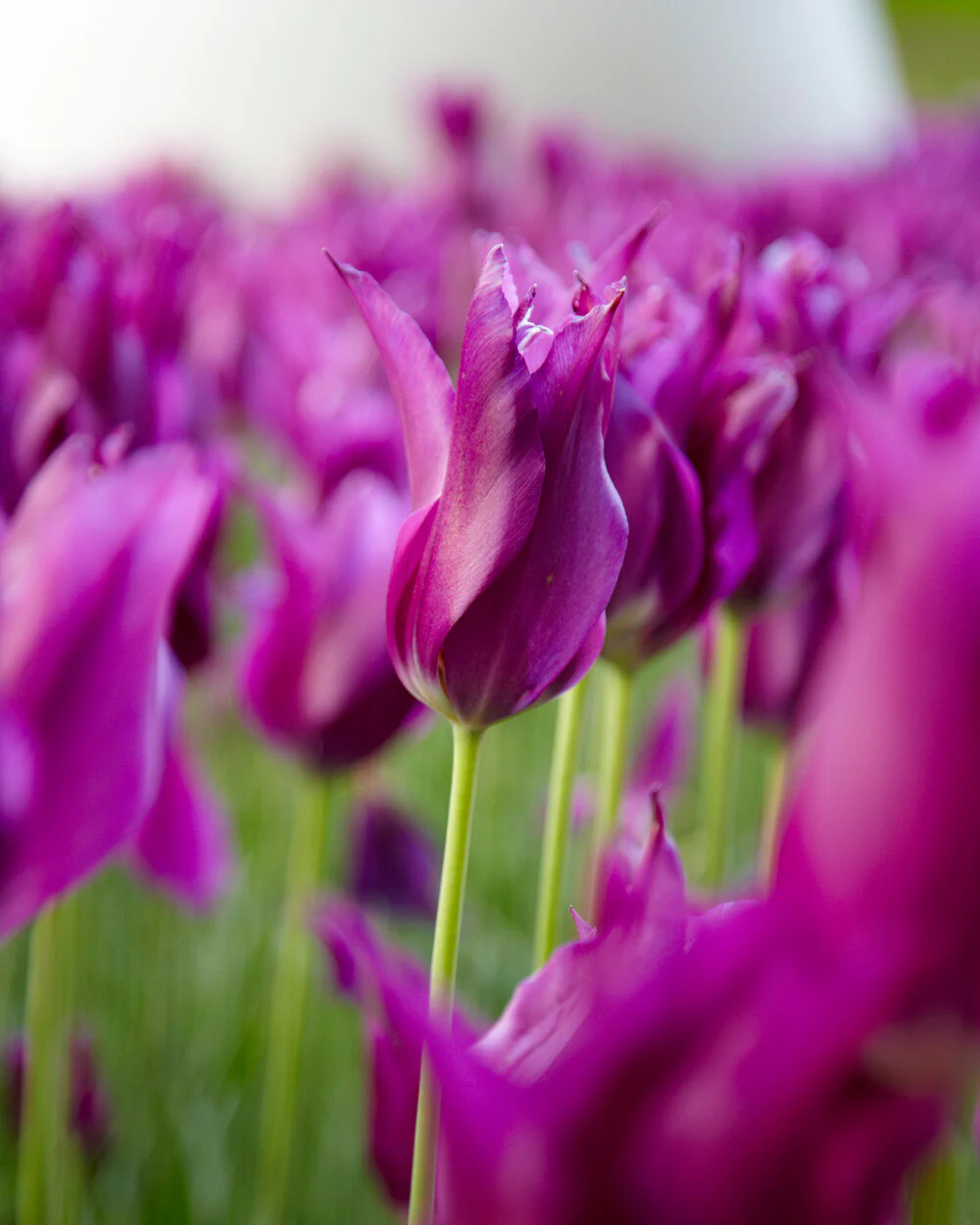 Tulip 'Yume no Murasaki' - Image 3