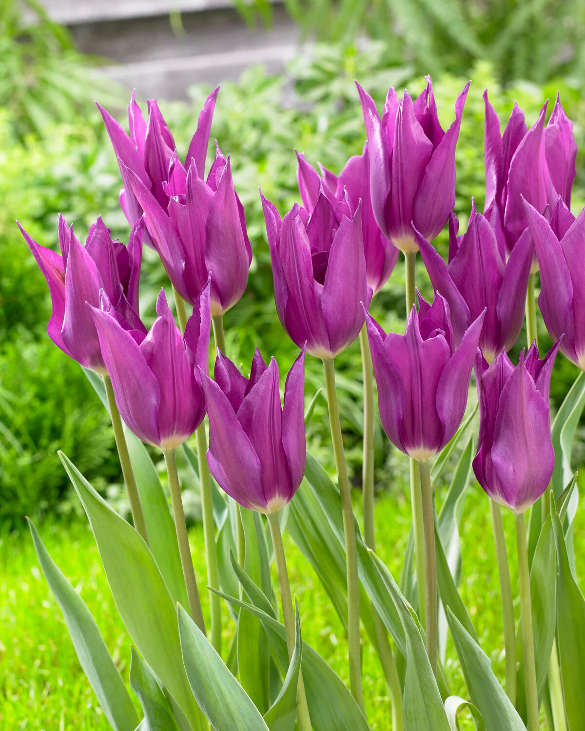 Tulip 'Yume no Murasaki' - Image 4