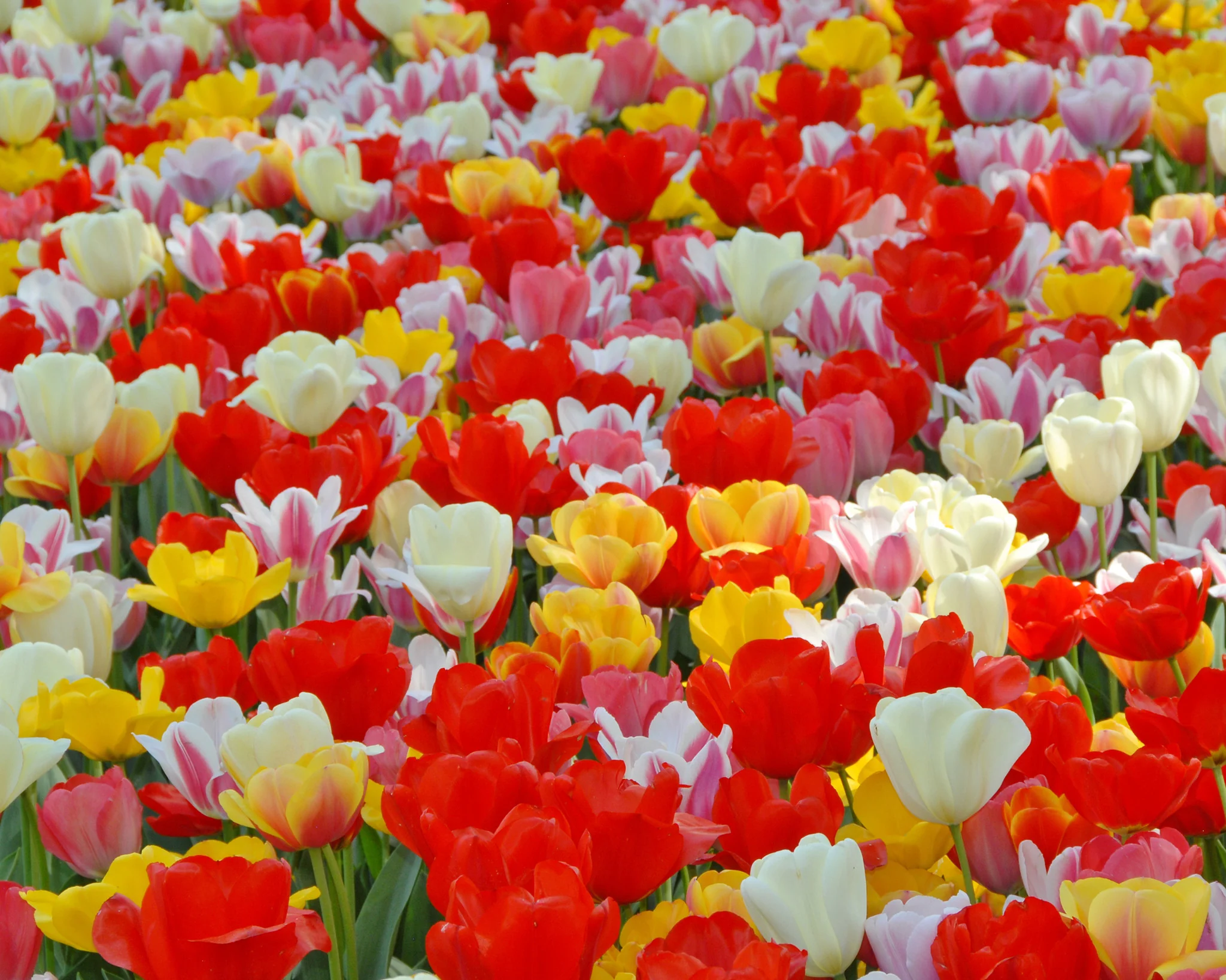 Tulip 'Darwin Hybrid Mixed' - Image 3