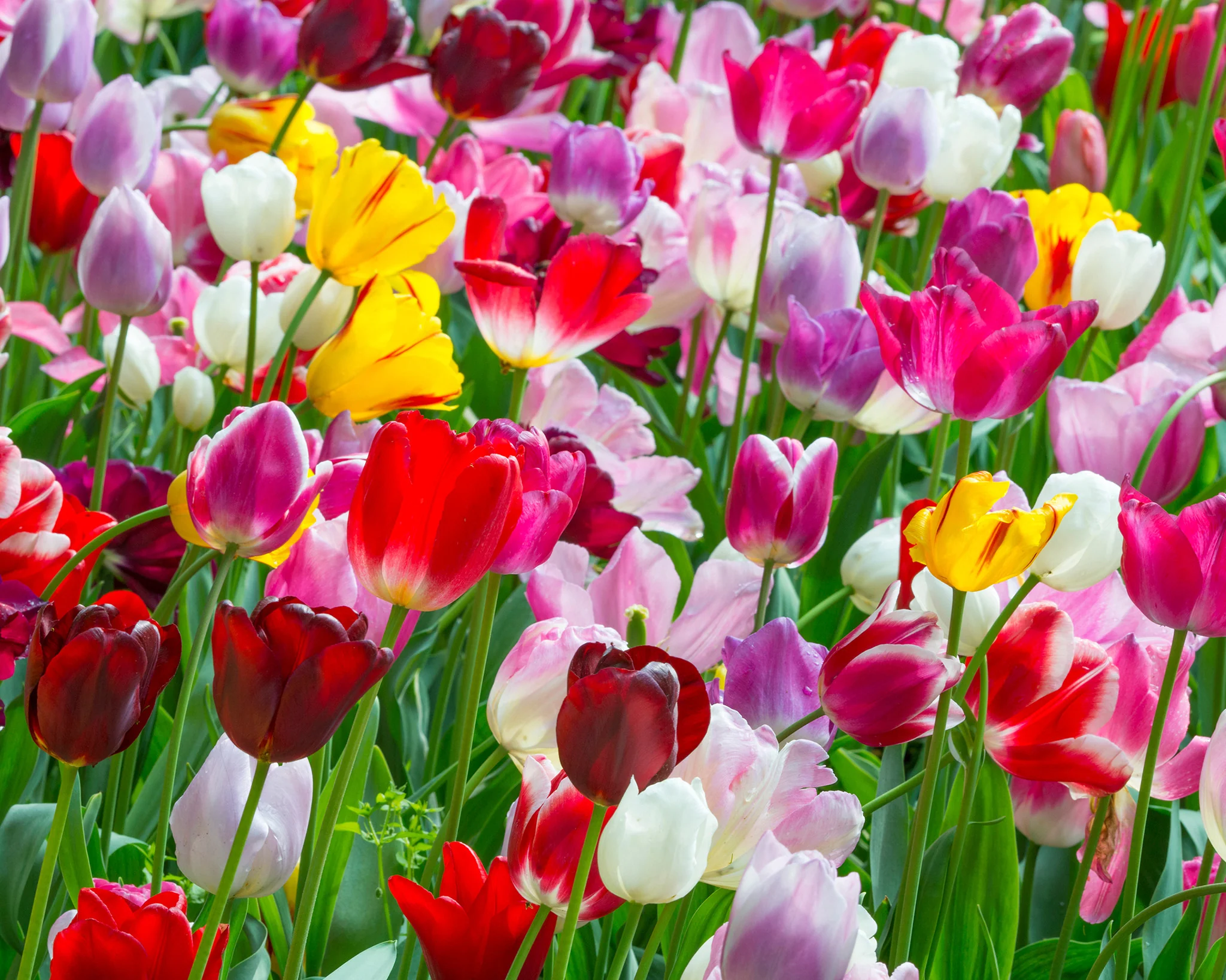 Tulip 'Triumph Mixed' - Image 3