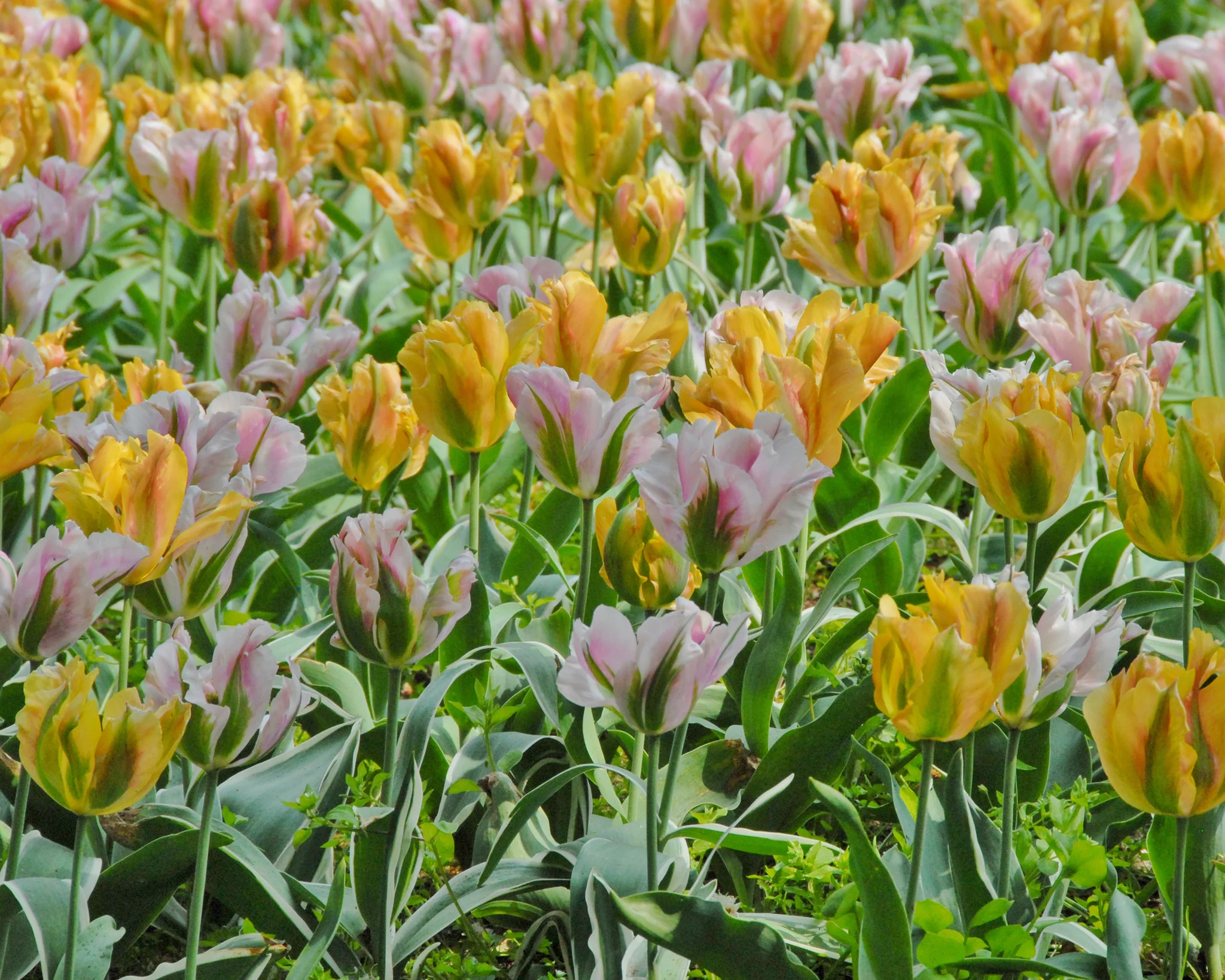Tulip 'Viridiflora Mixed' - Image 2