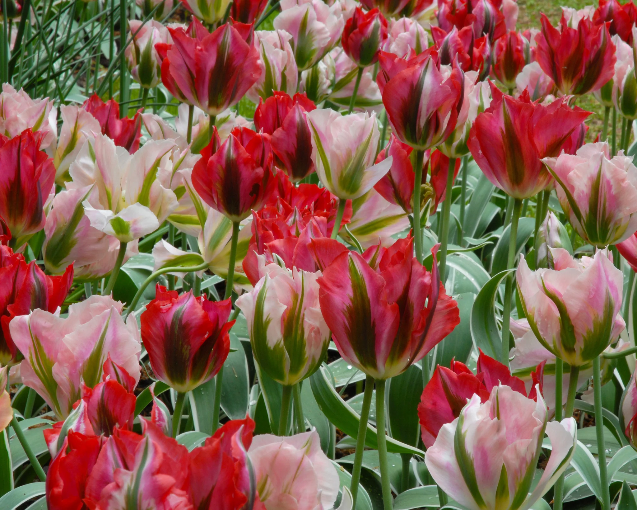 Tulip 'Viridiflora Mixed' - Image 3