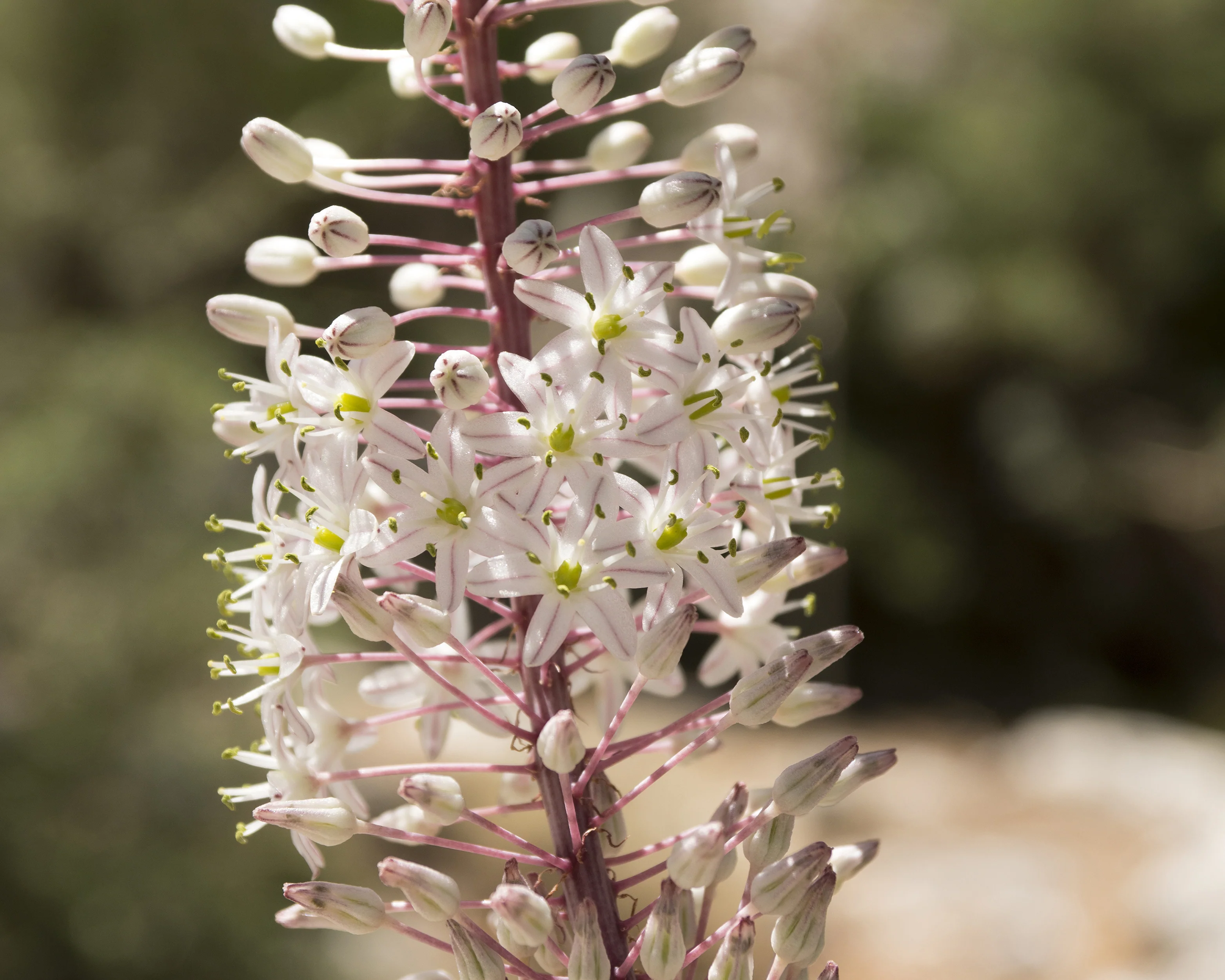 Urginea maritima - Image 3