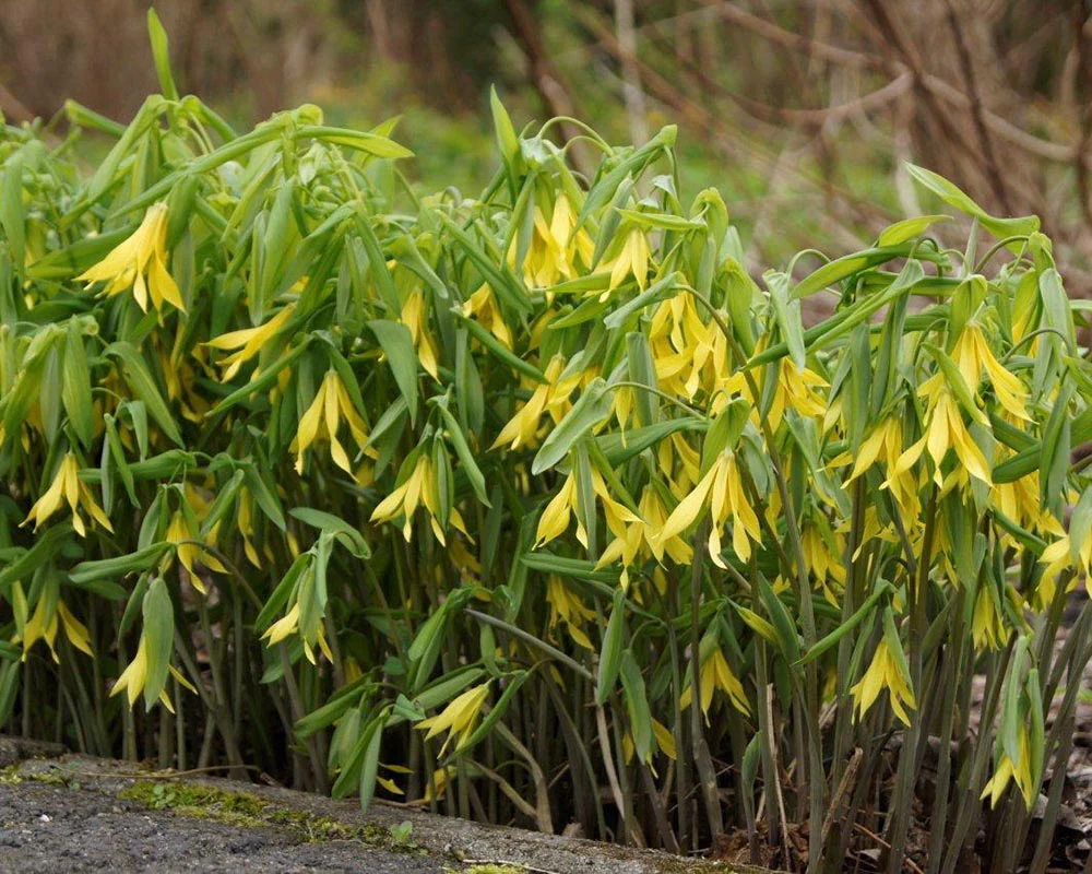 Uvularia grandiflora - Image 6