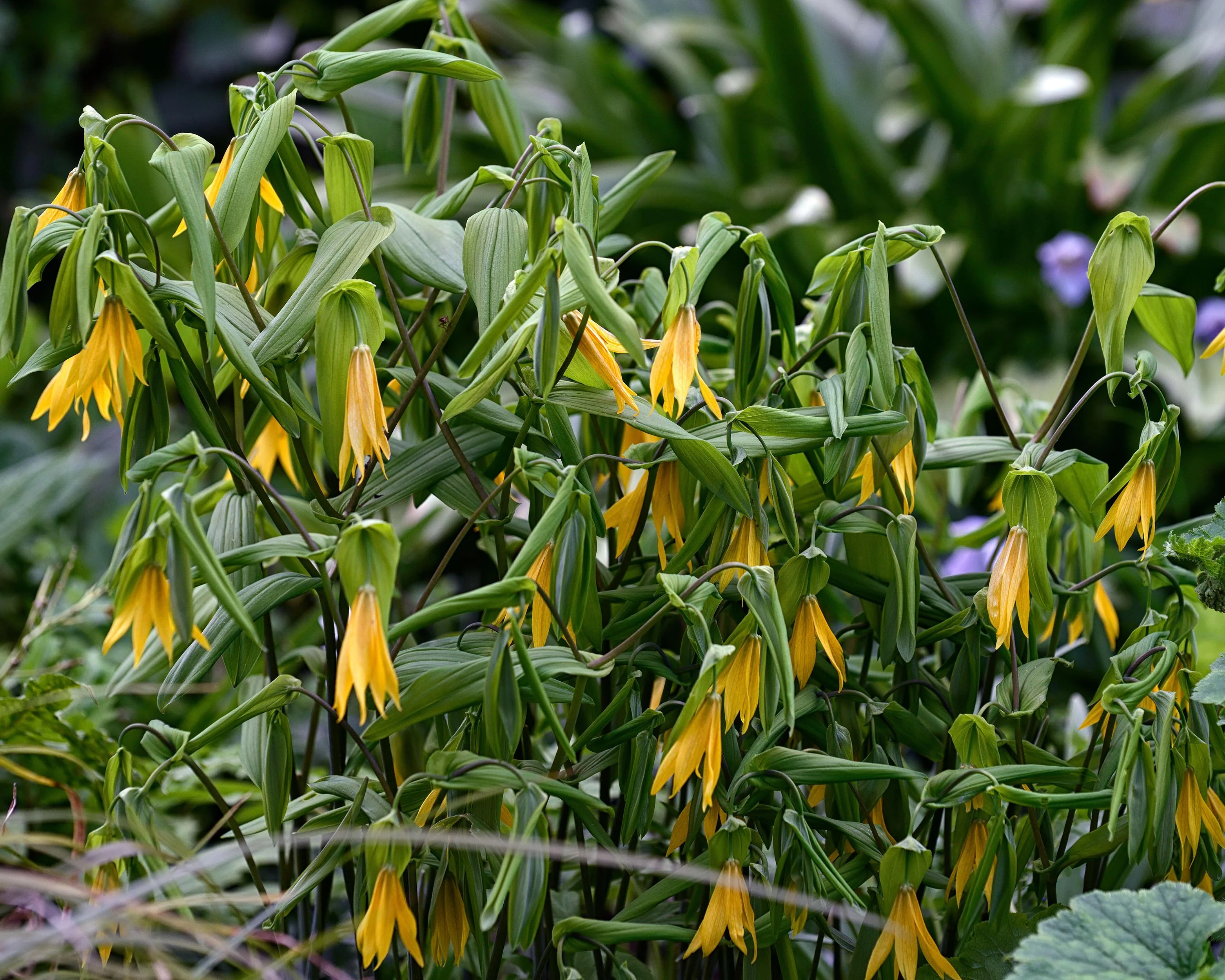 Uvularia grandiflora - Image 7