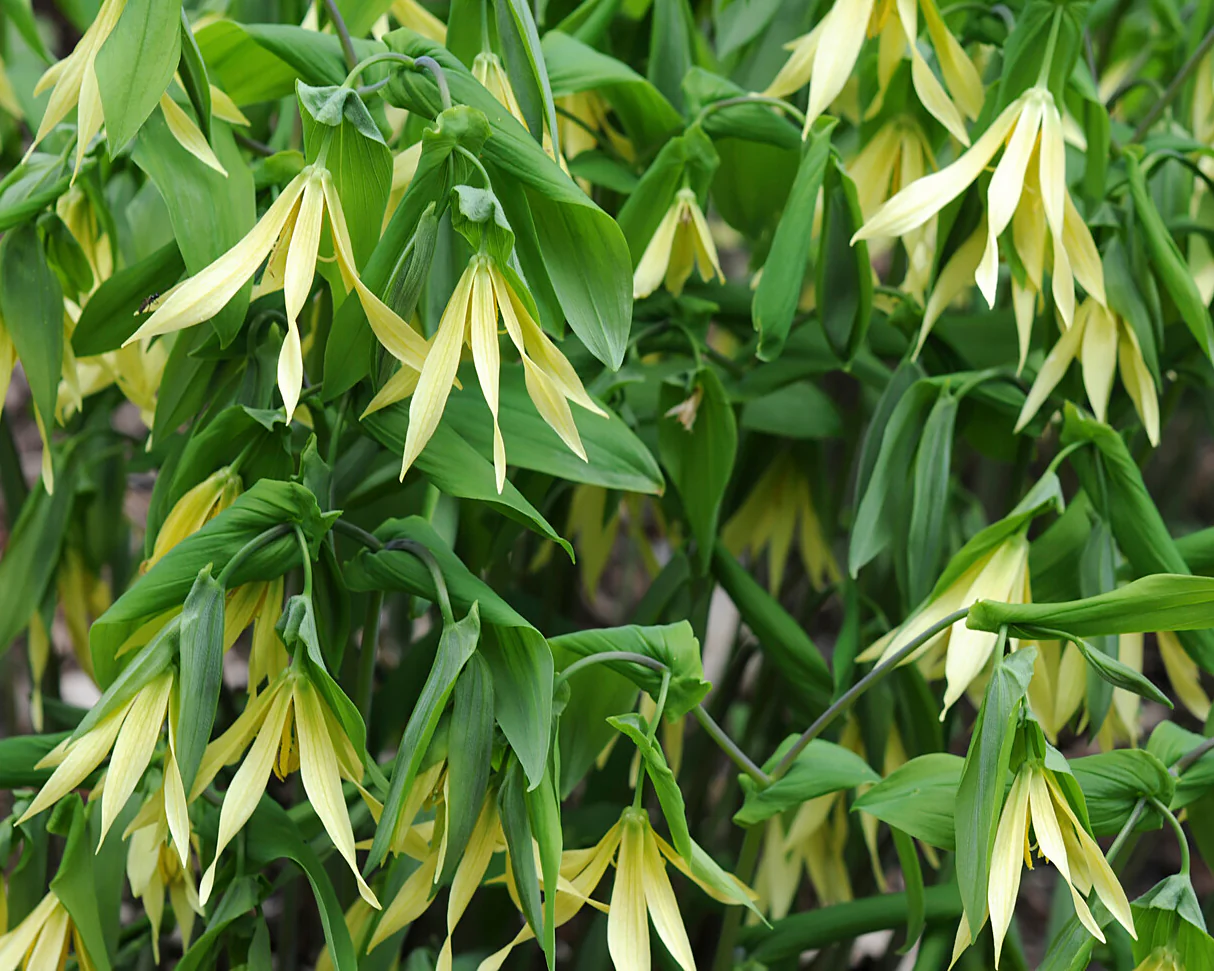 Uvularia pallida - Image 3
