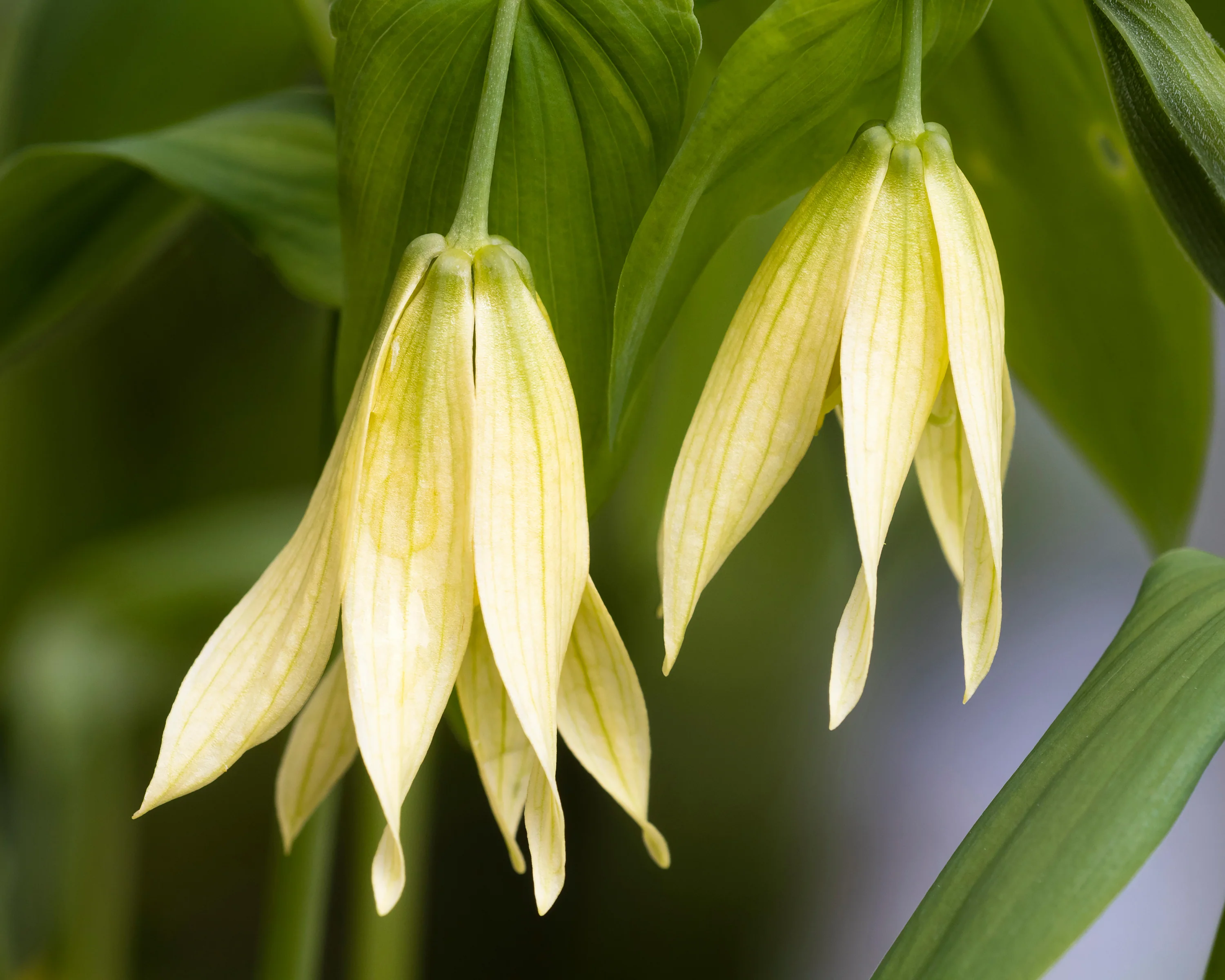 Uvularia pallida - Image 5