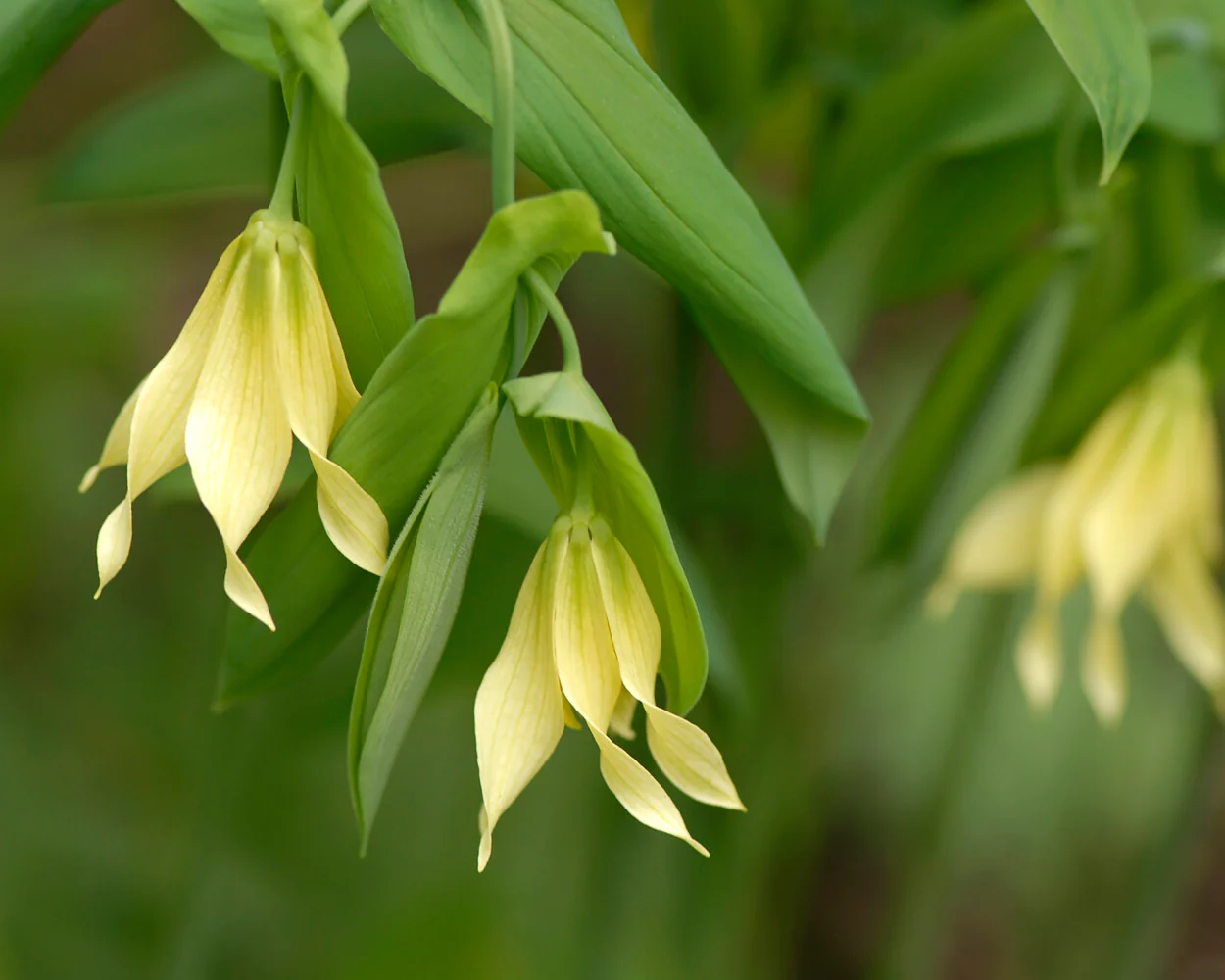 Uvularia pallida - Image 7