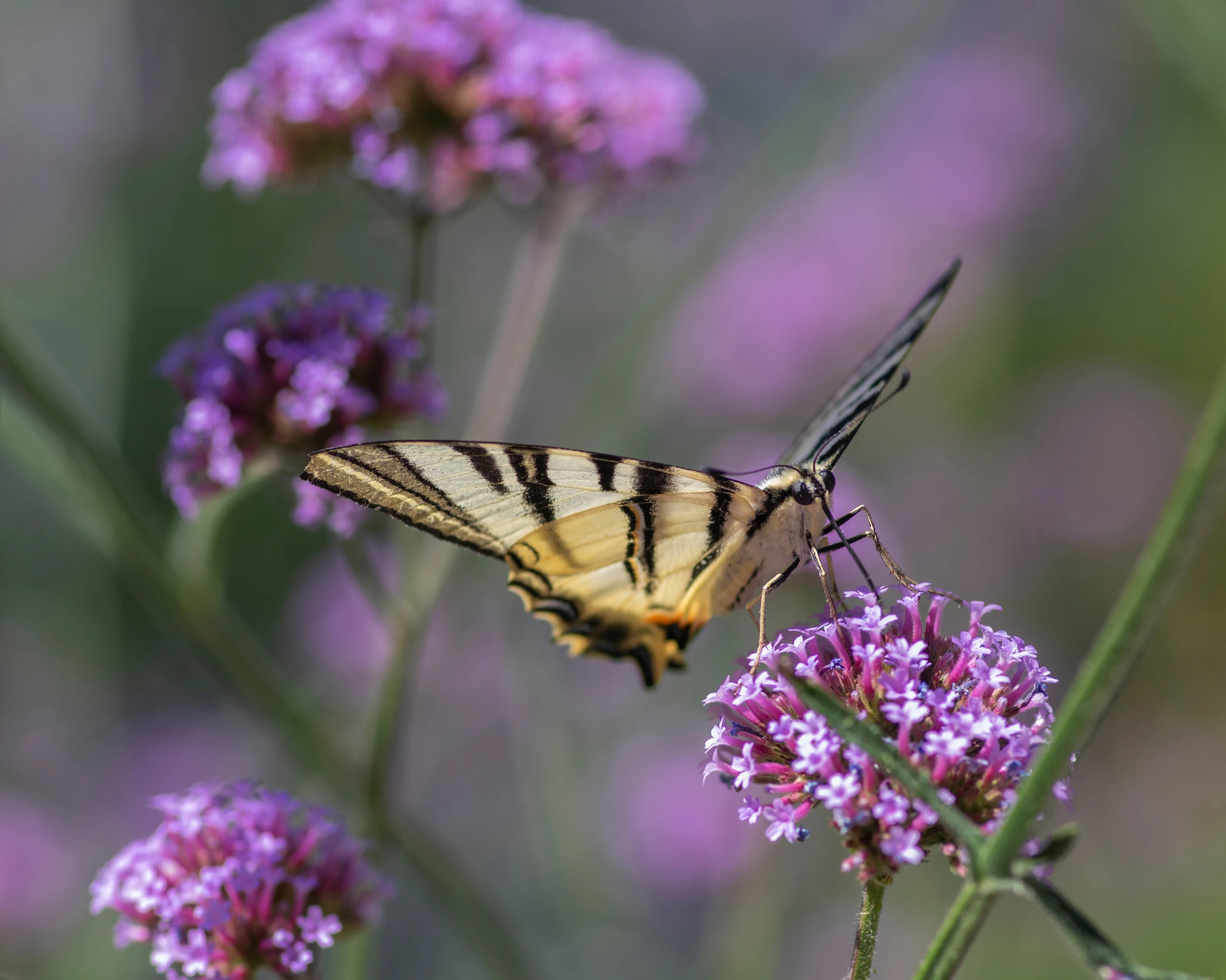 Verbena bonariensis - Image 10