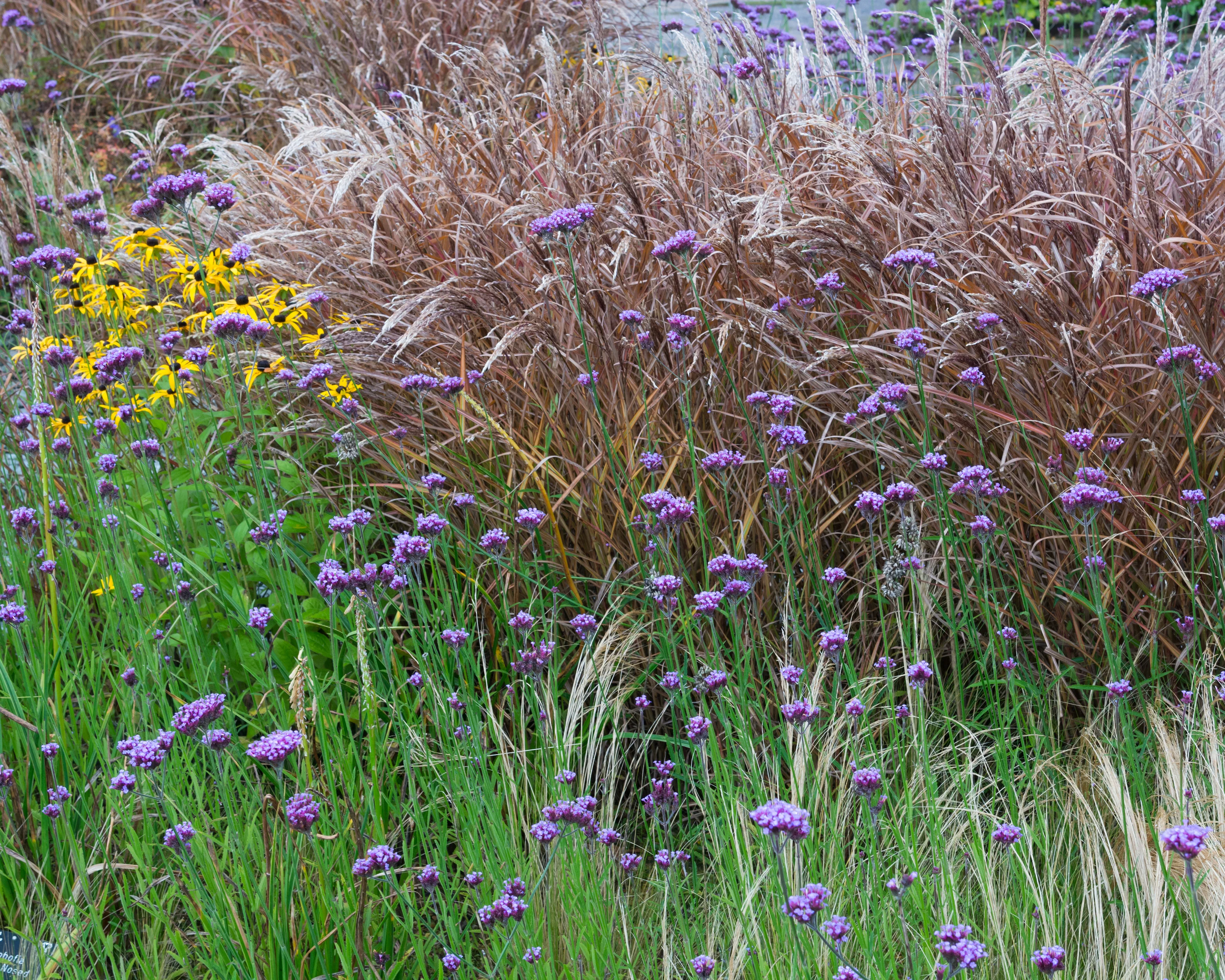 Verbena bonariensis - Image 11