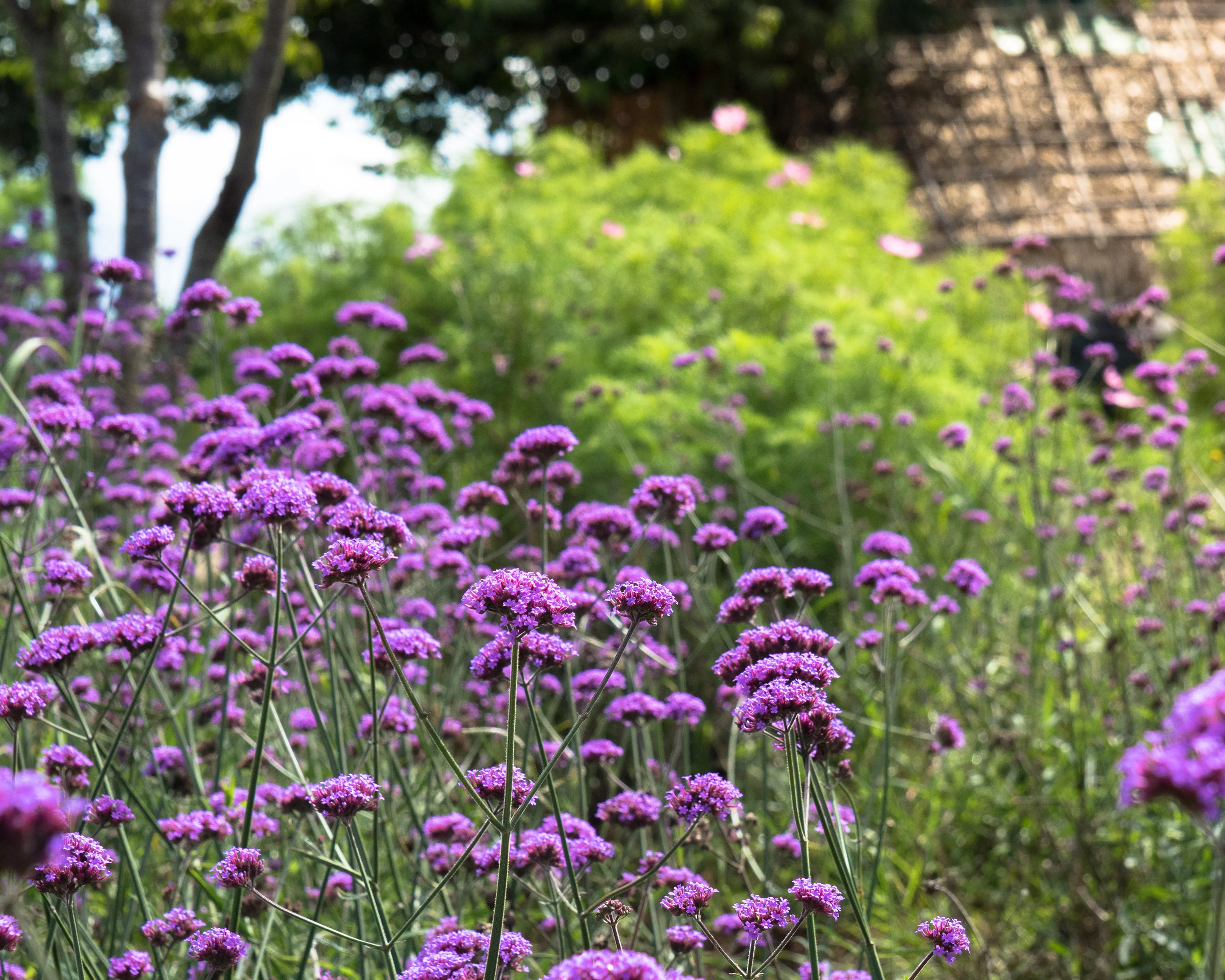 Verbena bonariensis - Image 3