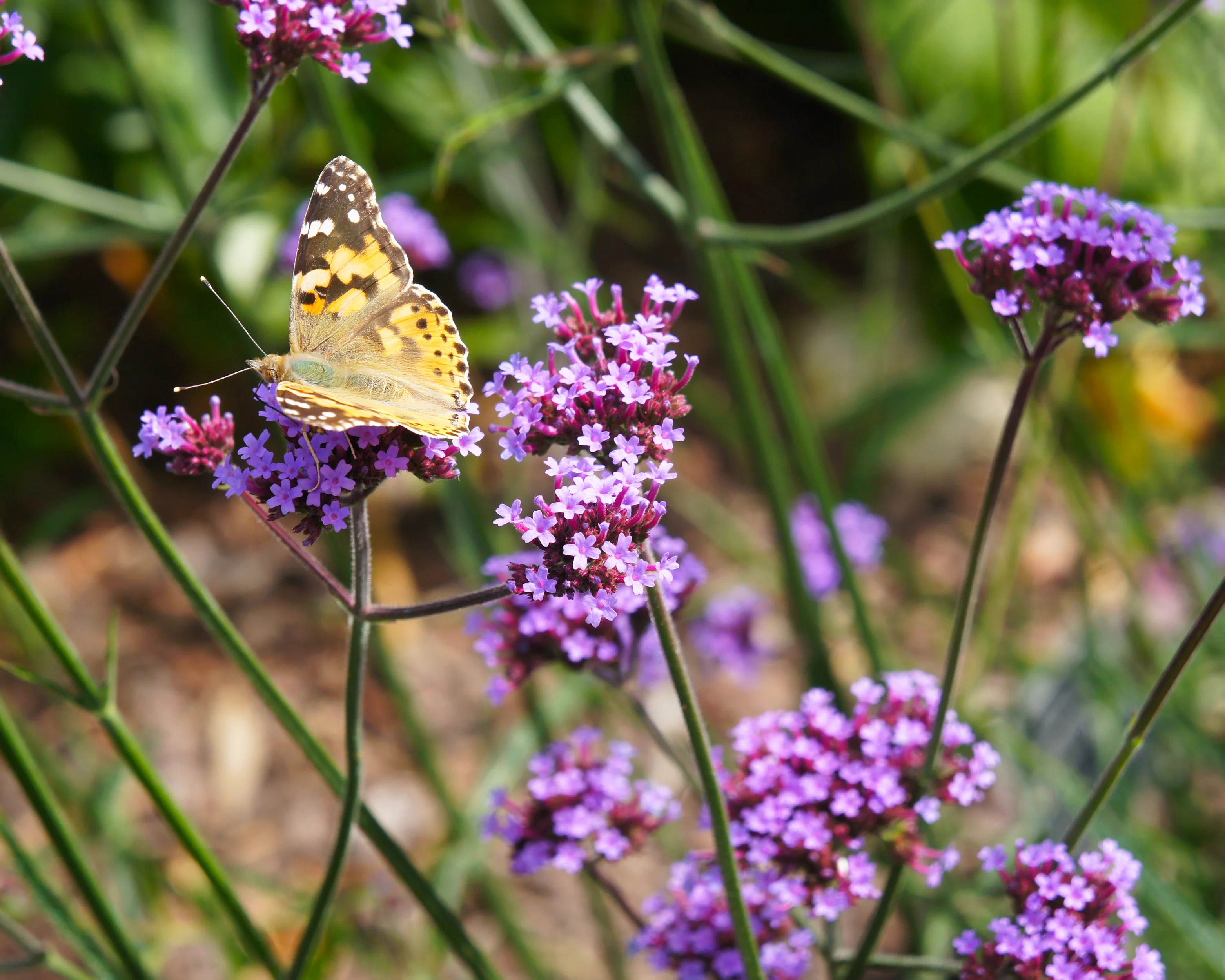 Verbena bonariensis - Image 4