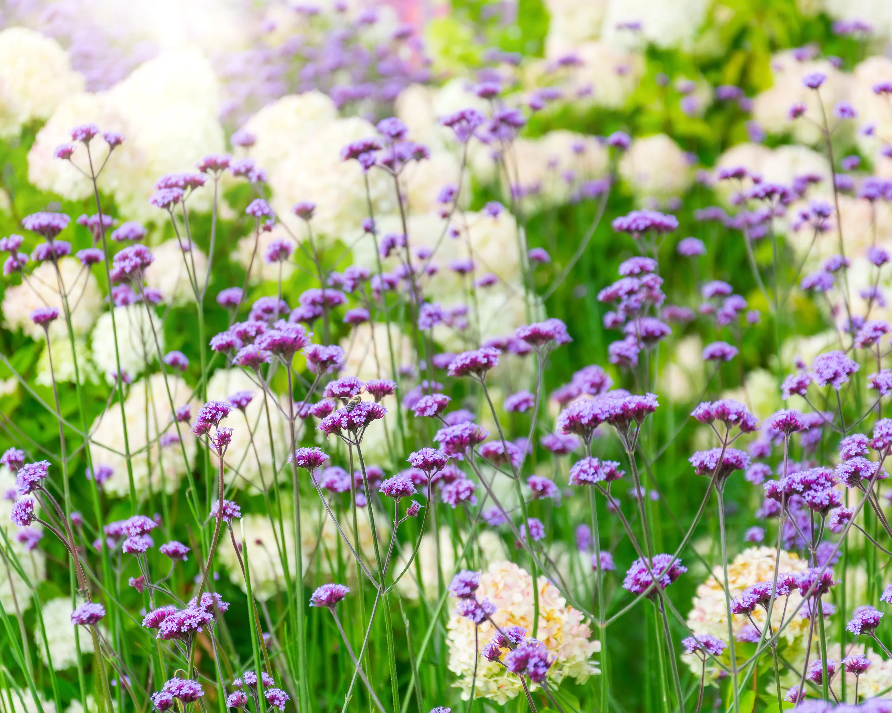 Verbena bonariensis - Image 6