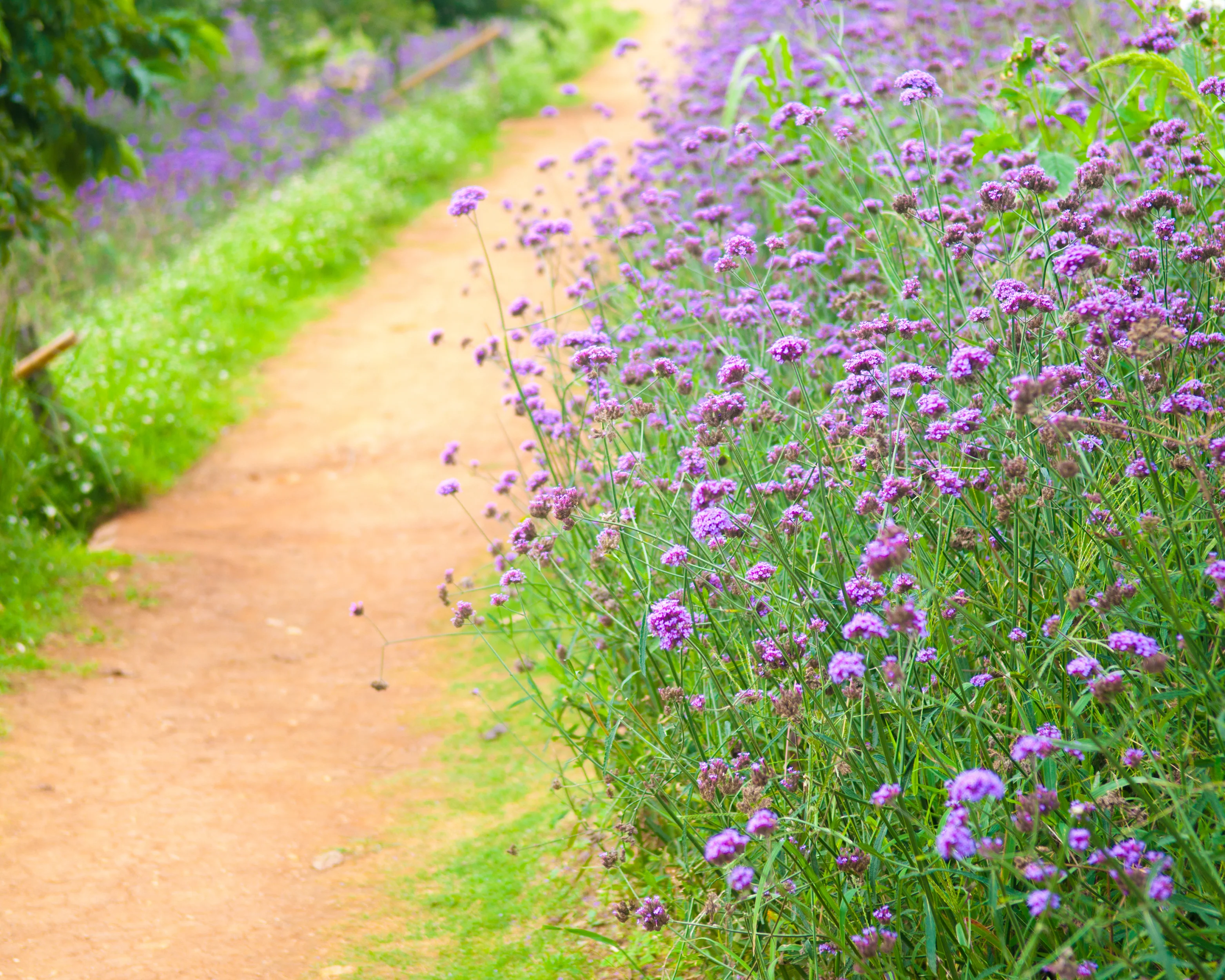 Verbena bonariensis - Image 8