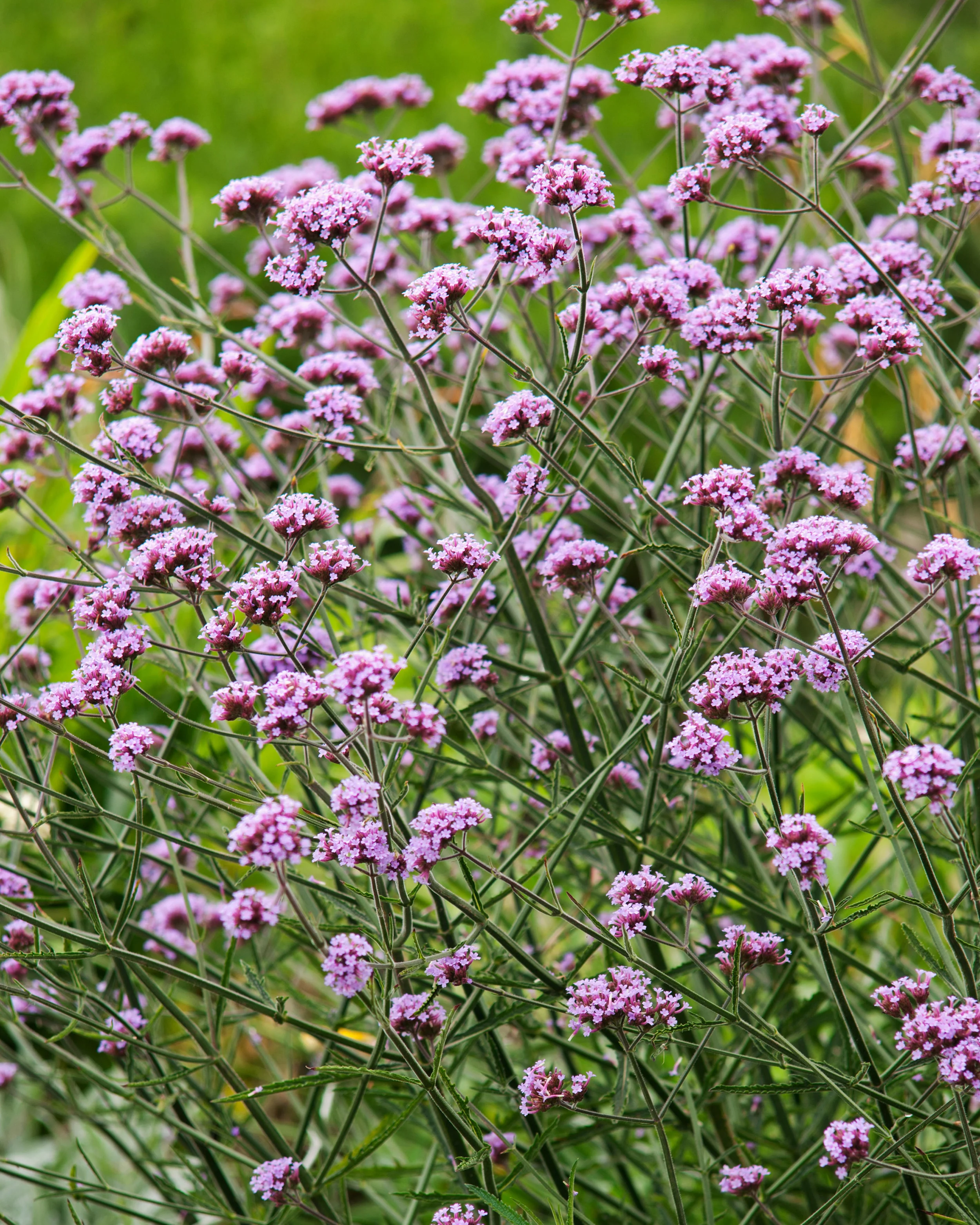 Verbena 'Lollipop' - Image 7