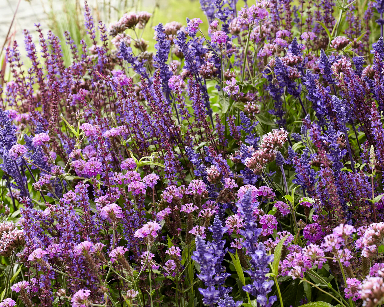 Verbena 'Lollipop' - Image 8