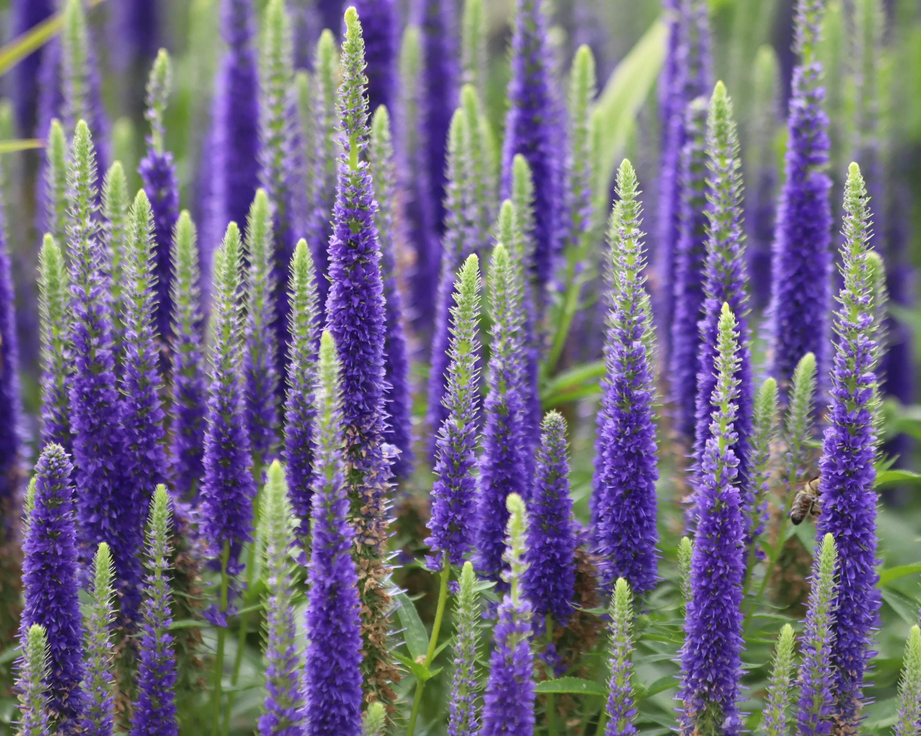 Veronica 'First Glory' - Image 2