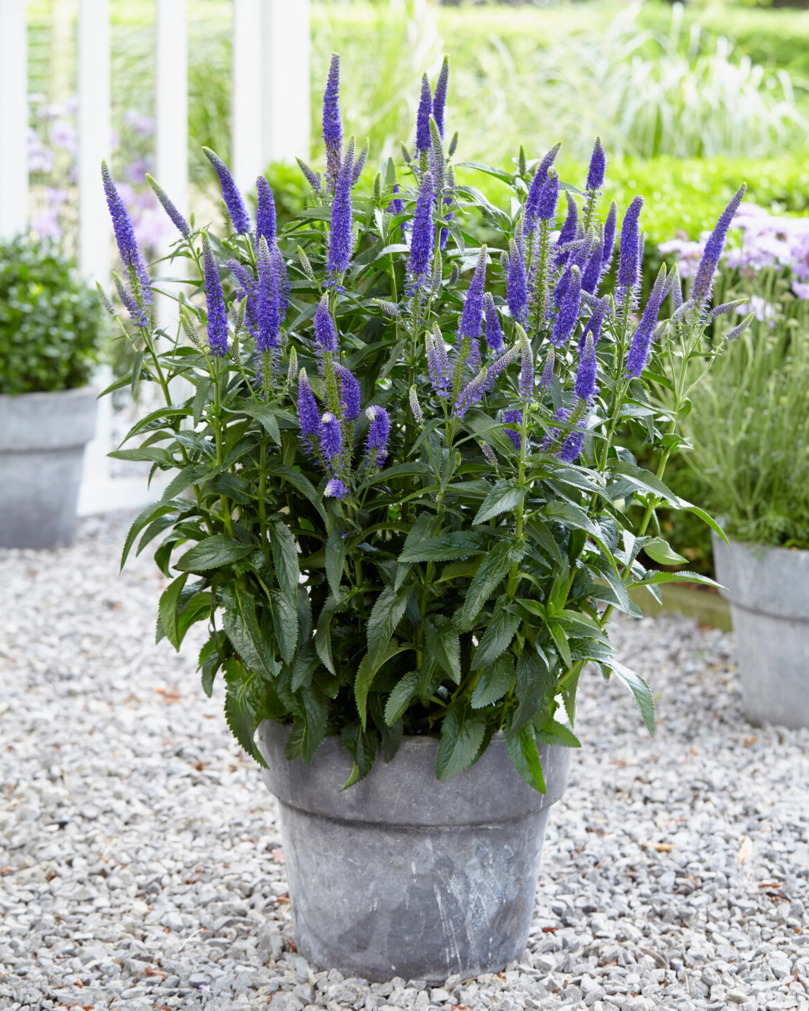 Veronica 'First Glory' - Image 3
