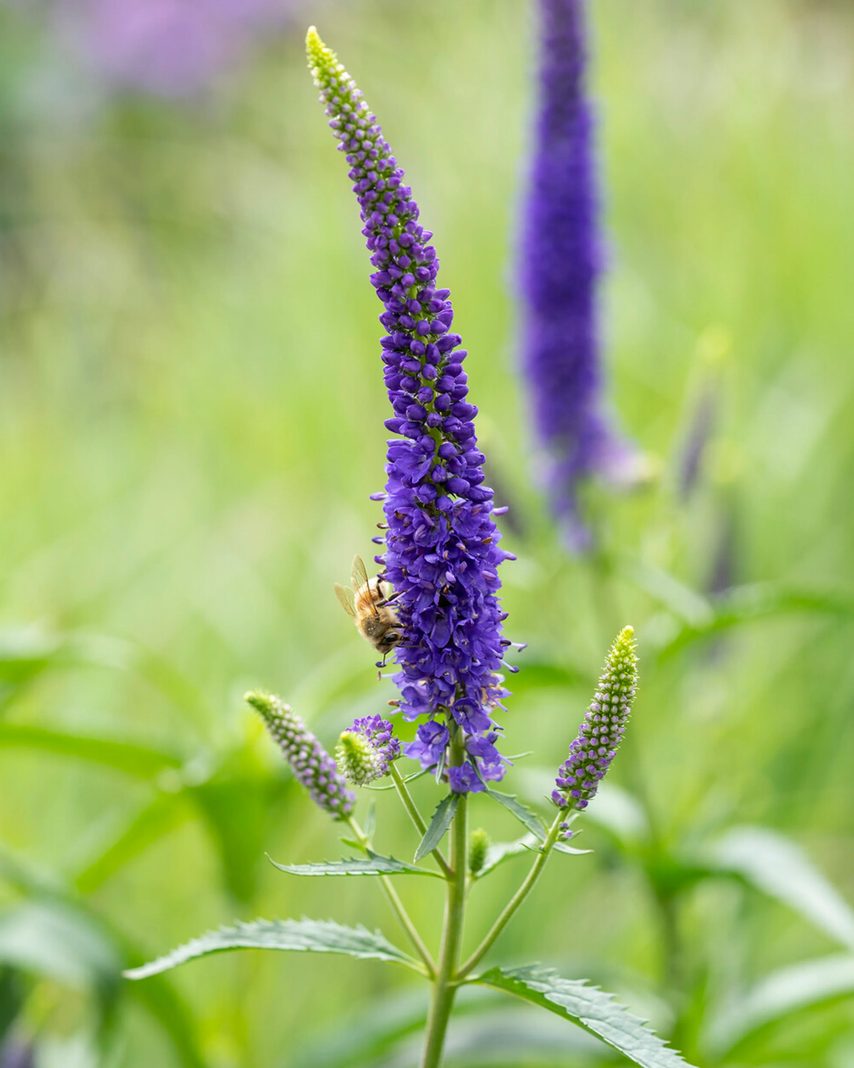 Veronica 'First Glory' - Image 4