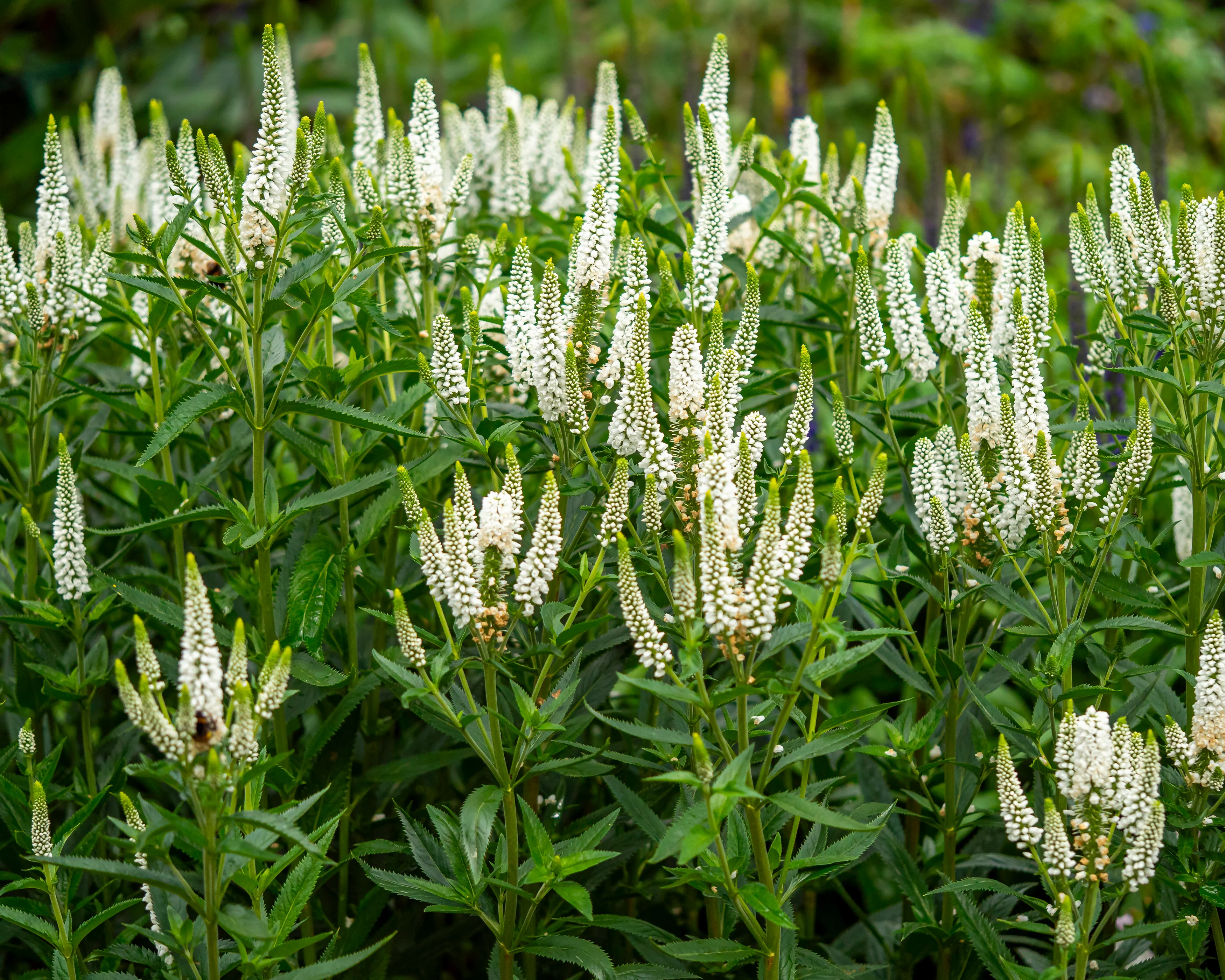 Veronica 'First Lady' - Image 2