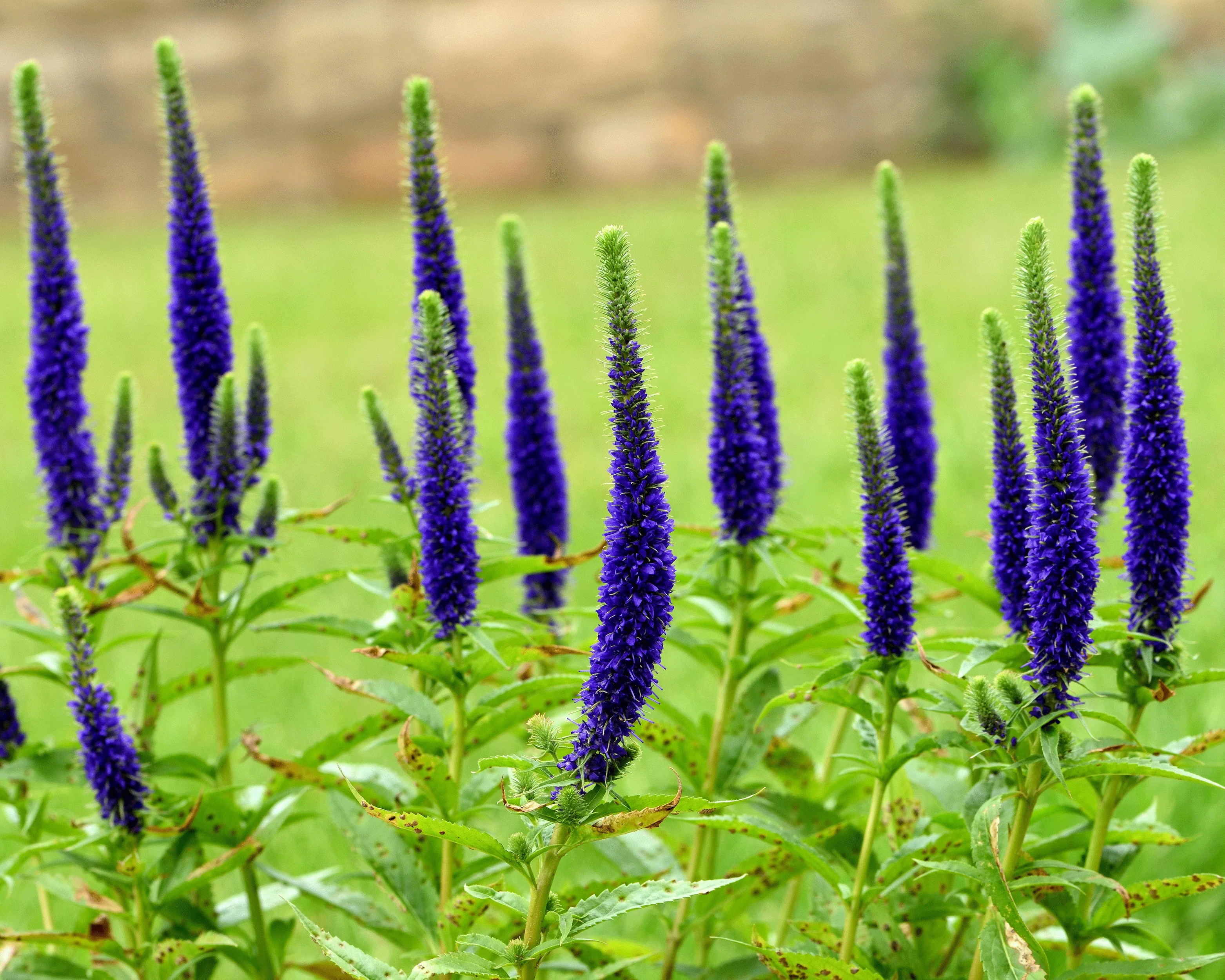 Veronica 'Ulster Dwarf Blue' - Image 3