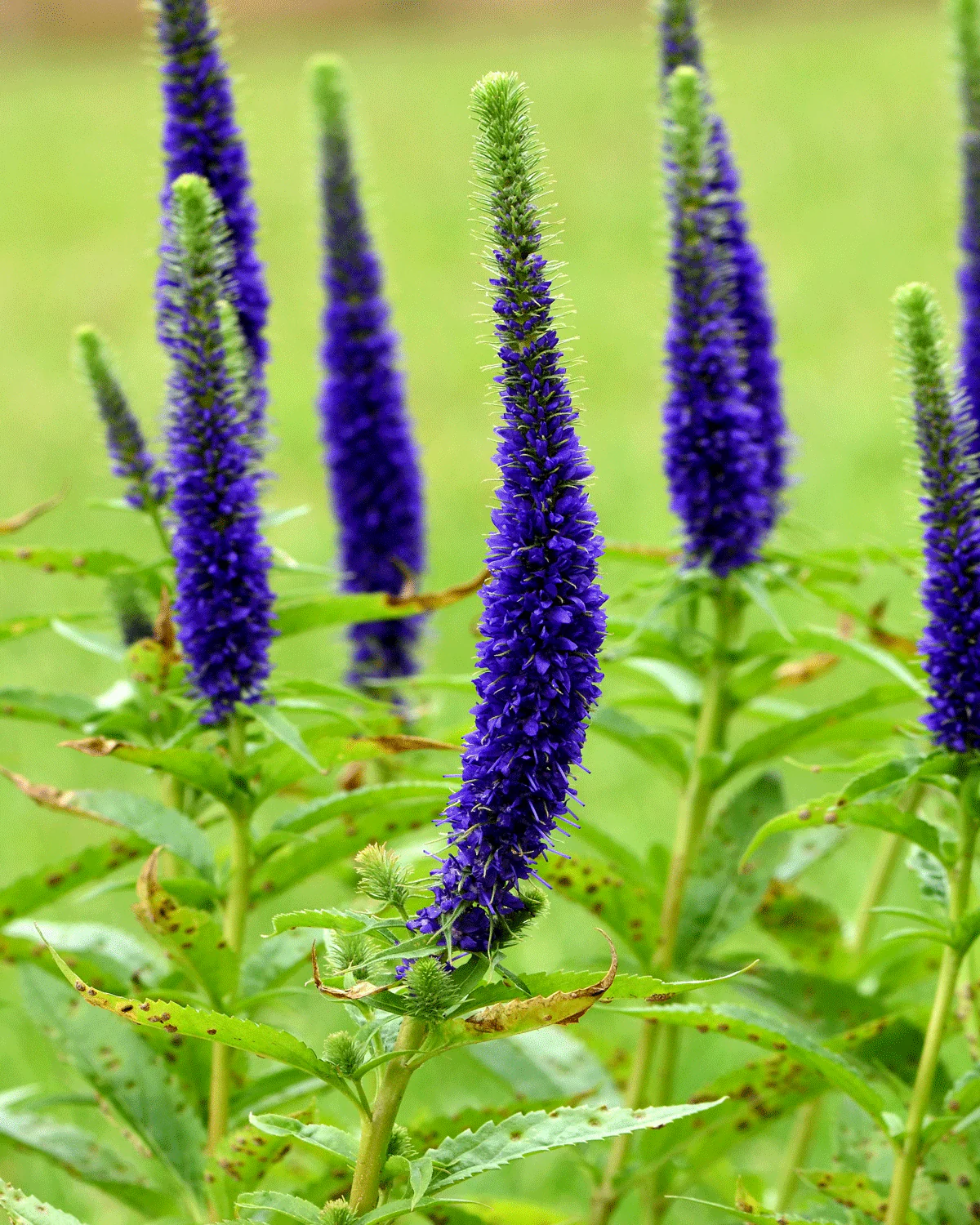 Veronica 'Ulster Dwarf Blue' - Image 5