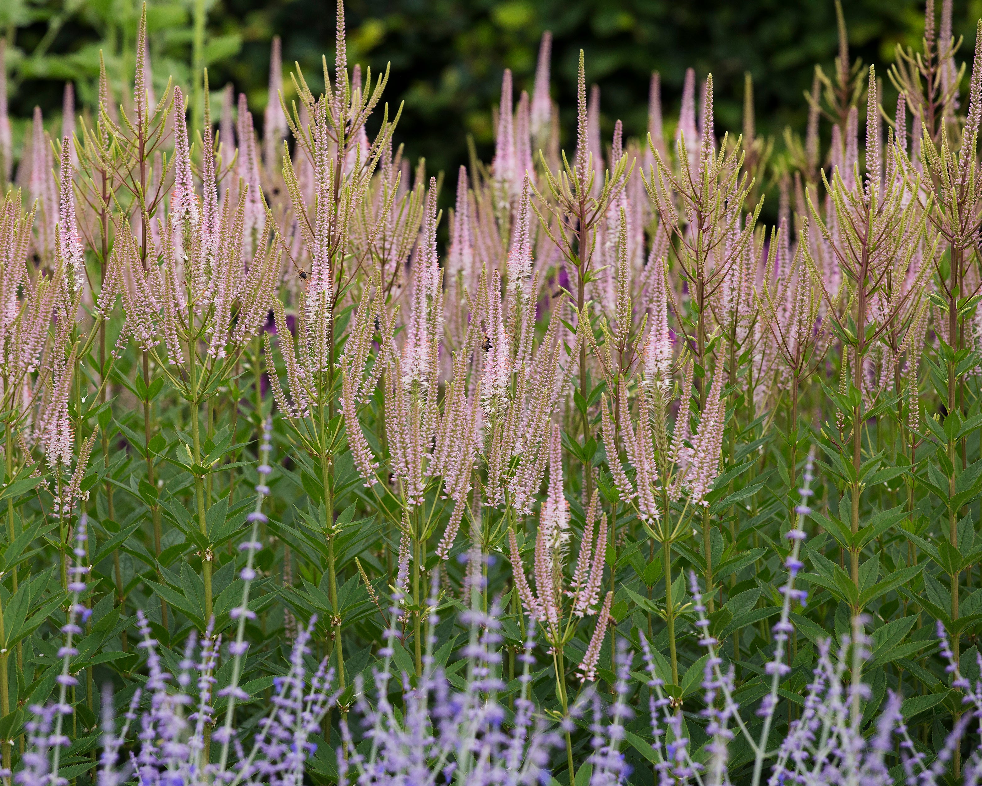 Veronicastrum 'Challenger' - Image 2