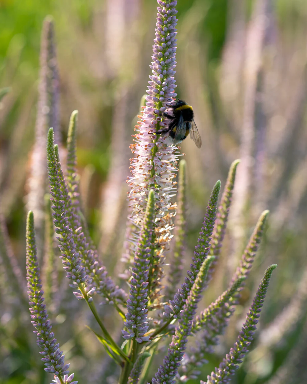 Veronicastrum 'Challenger' - Image 5
