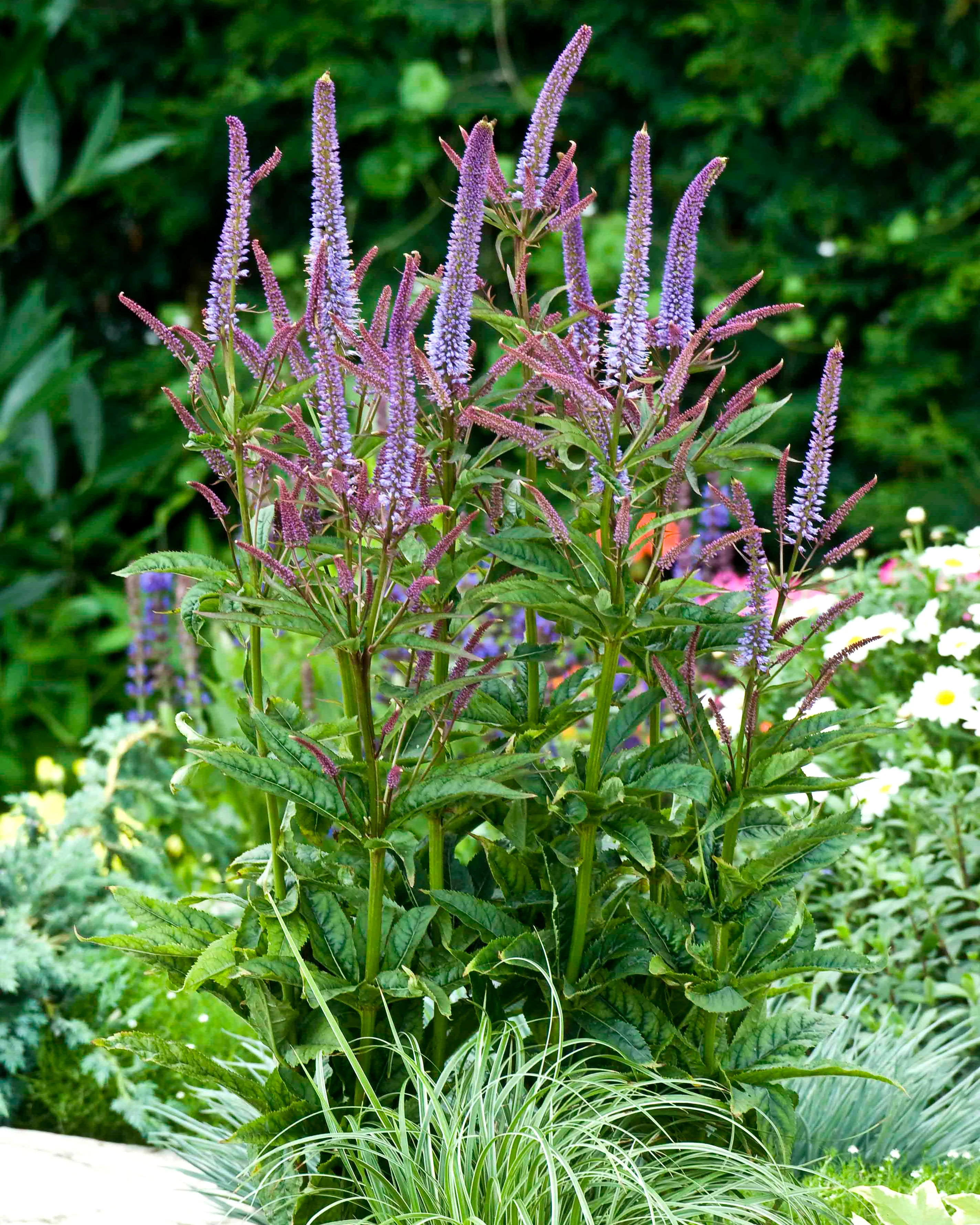 Veronicastrum 'Cupid' - Image 2