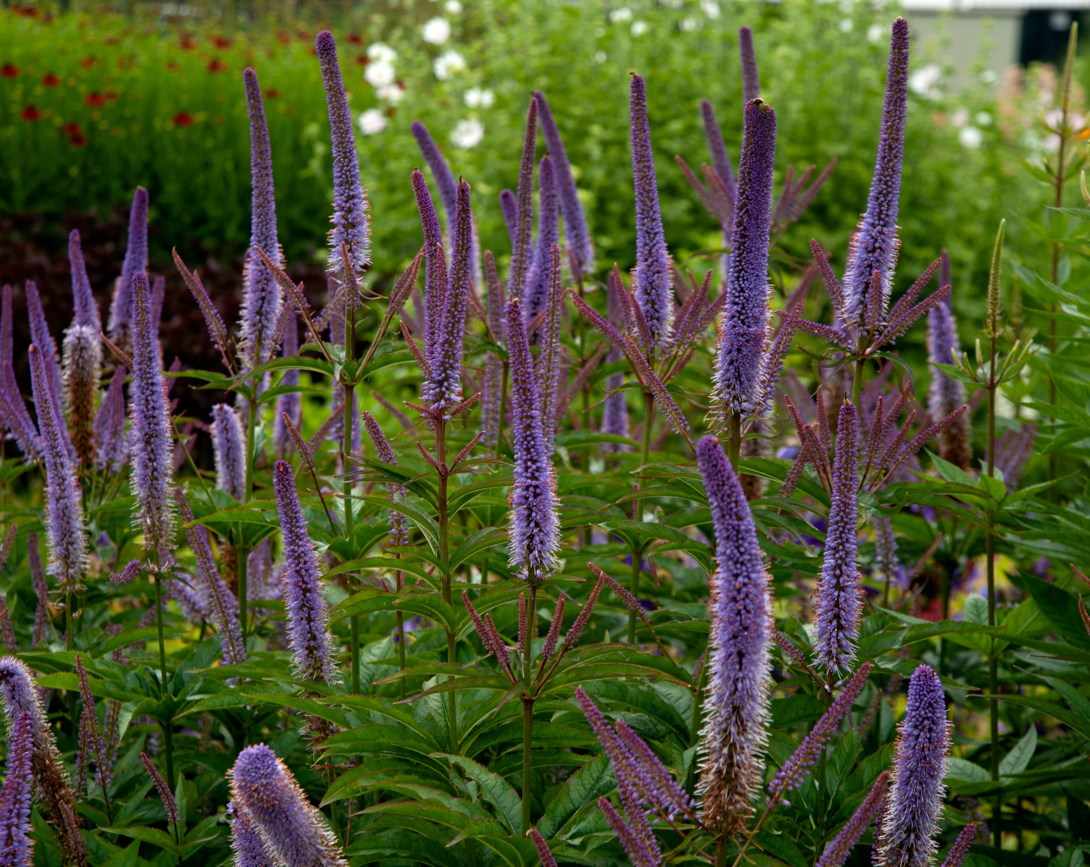 Veronicastrum 'Cupid' - Image 3