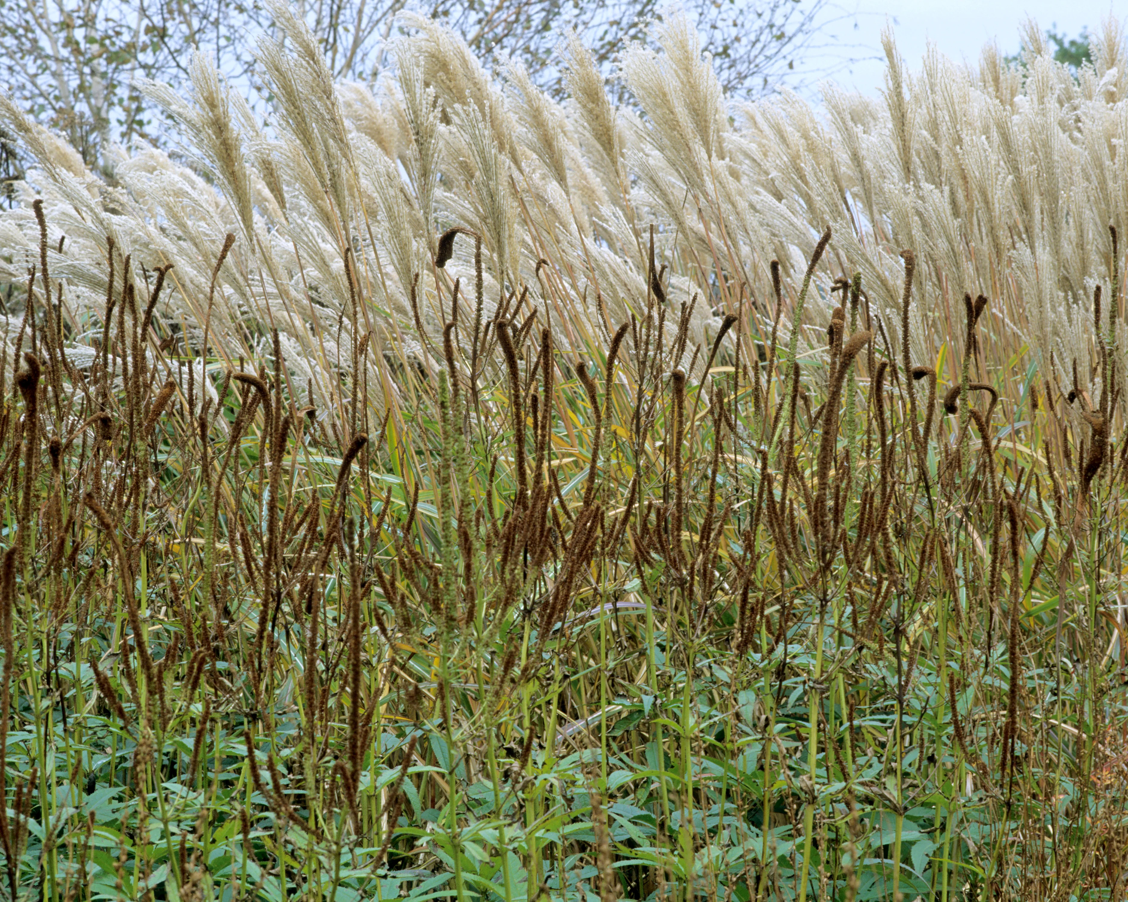 Veronicastrum 'Fascination' - Image 10