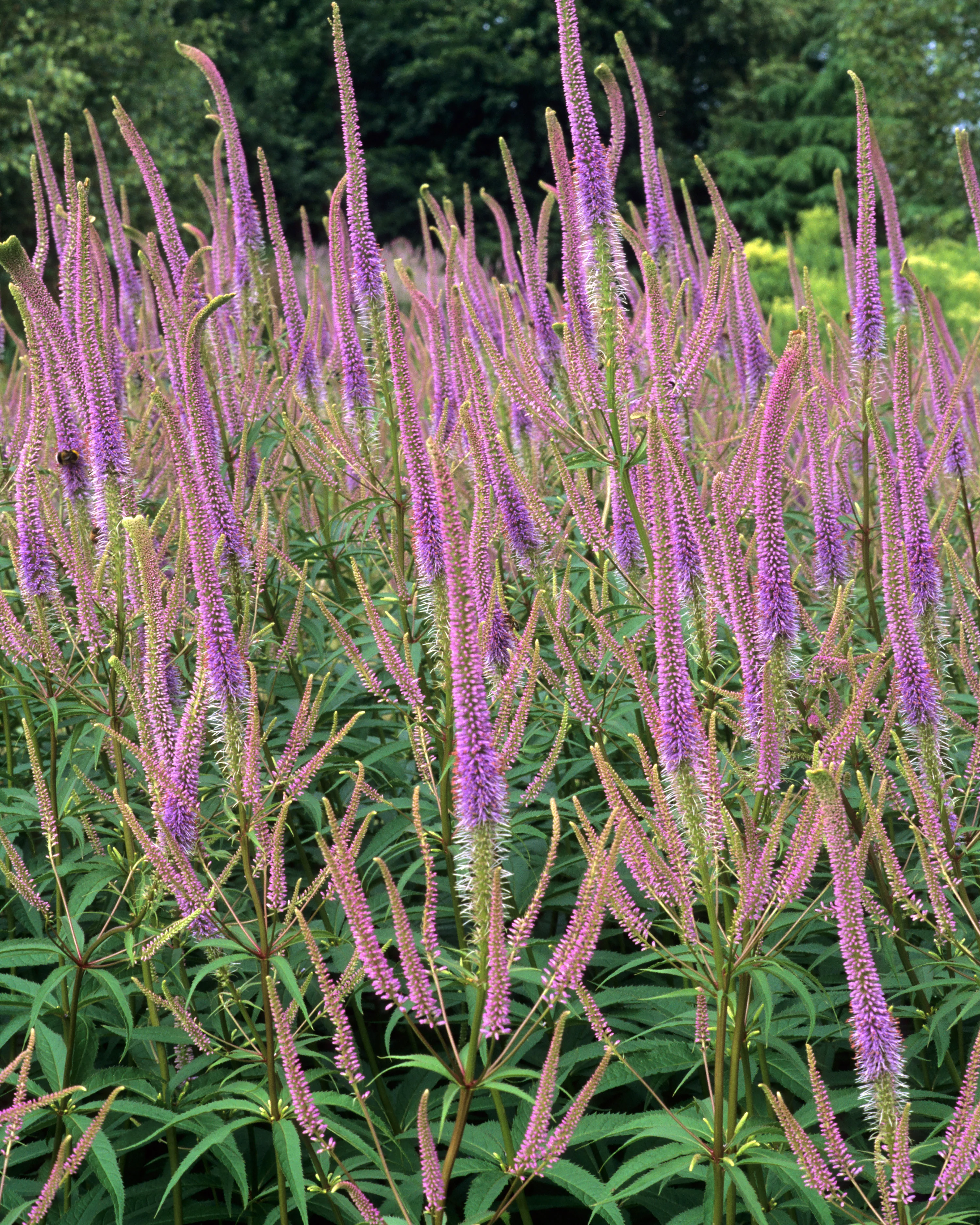 Veronicastrum 'Fascination' - Image 3