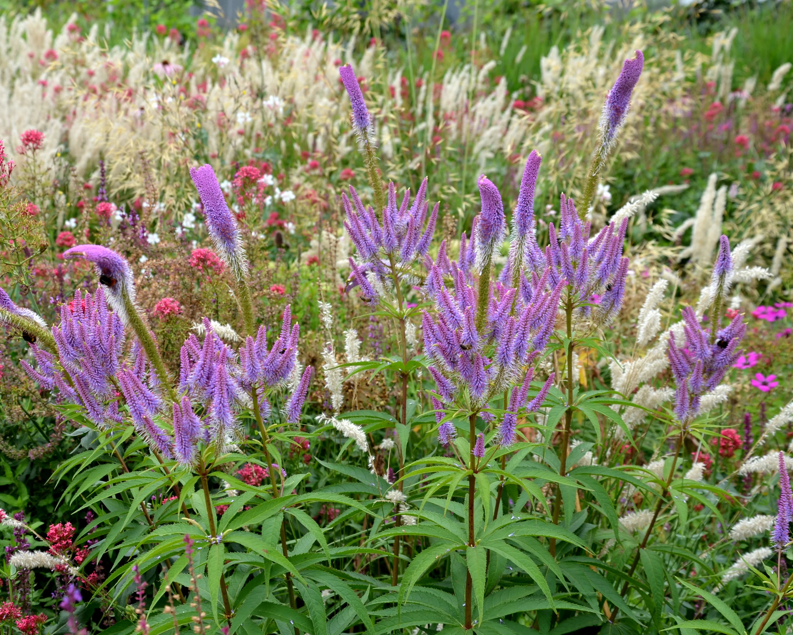 Veronicastrum 'Fascination' - Image 6