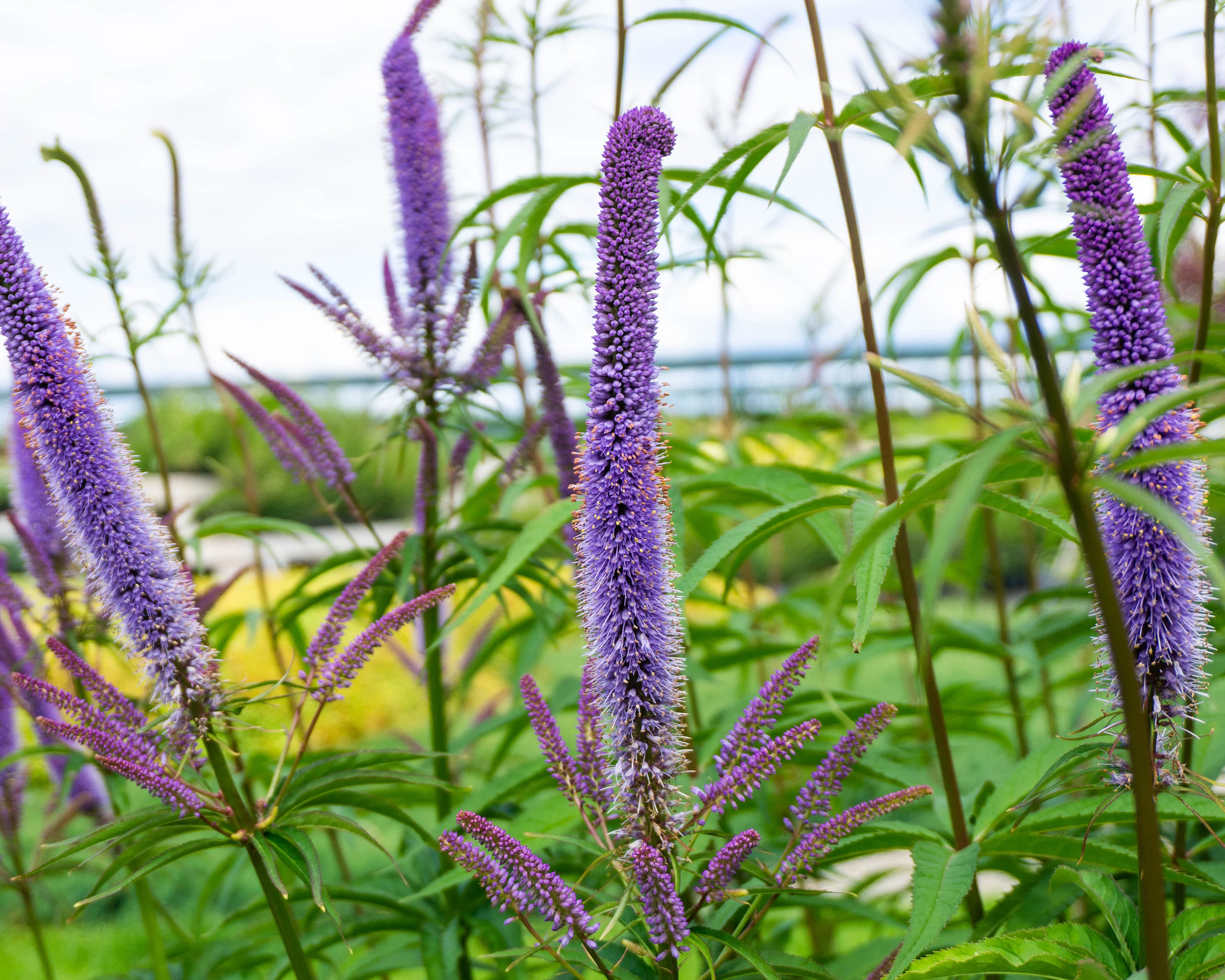 Veronicastrum 'Fascination' - Image 7