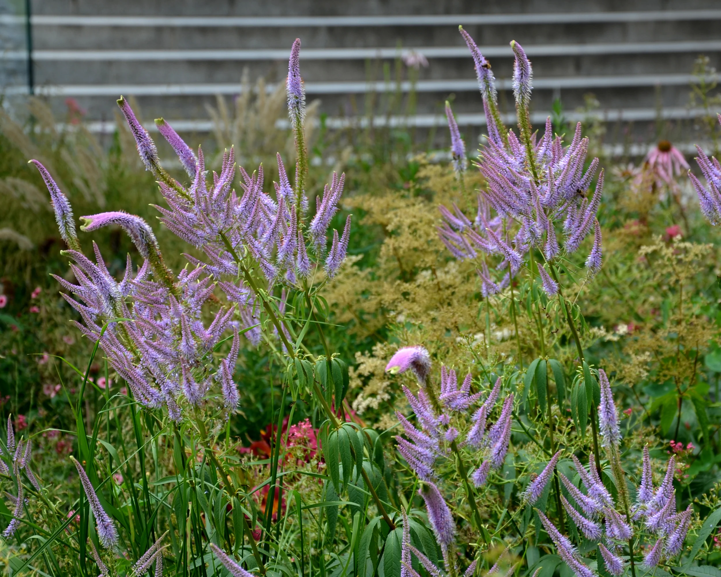 Veronicastrum 'Fascination' - Image 8