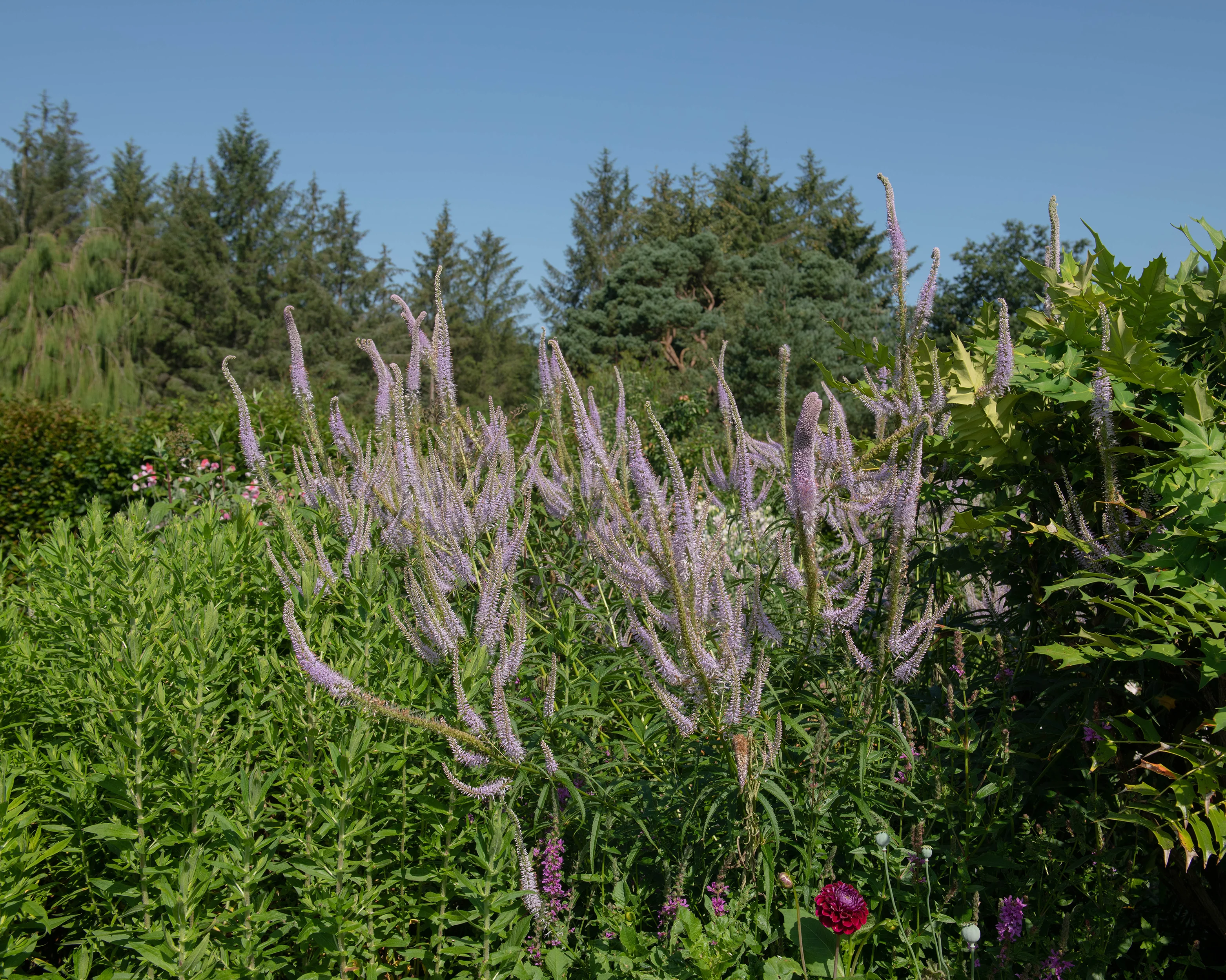 Veronicastrum 'Fascination' - Image 9