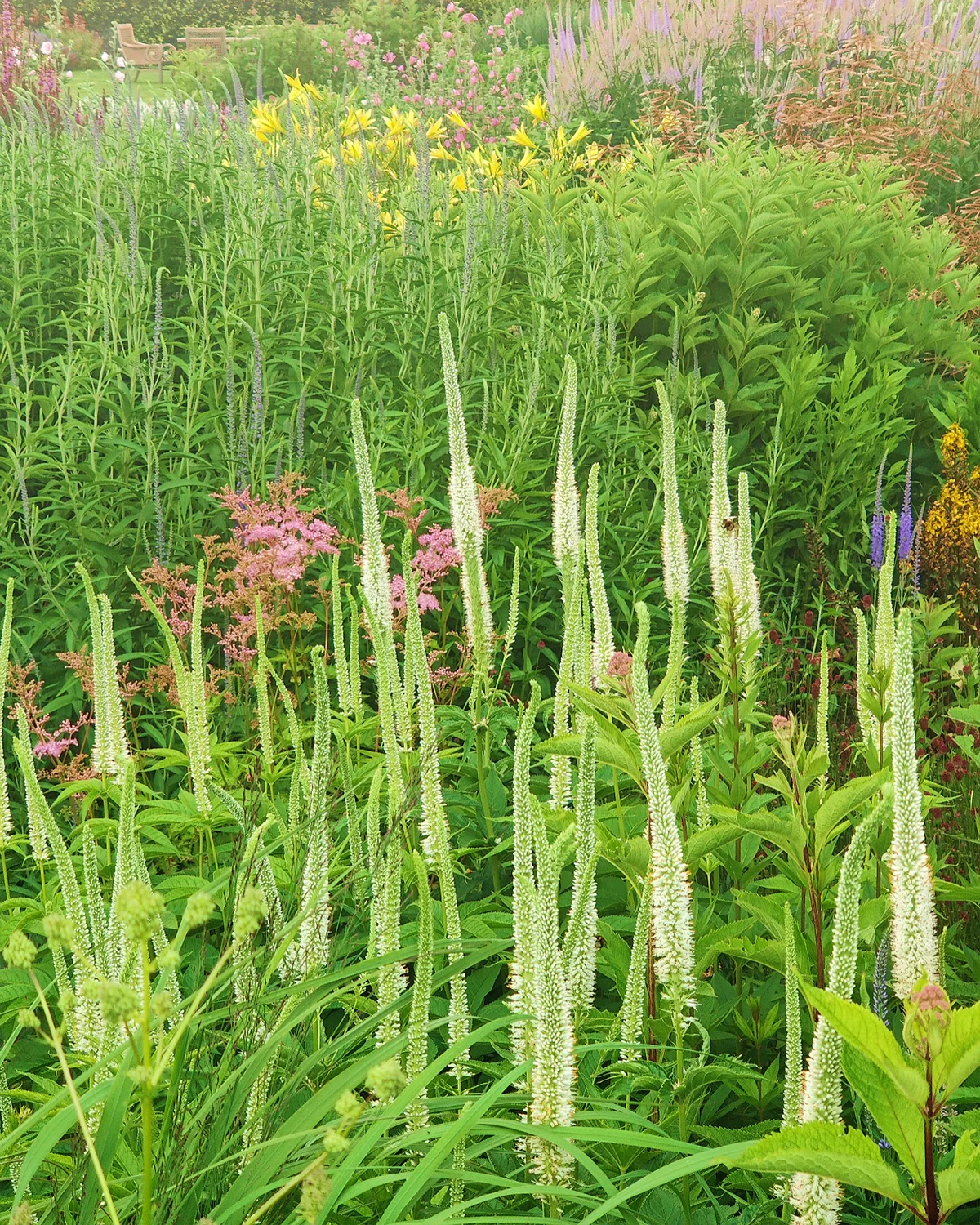 Veronicastrum 'Springdew' - Image 2