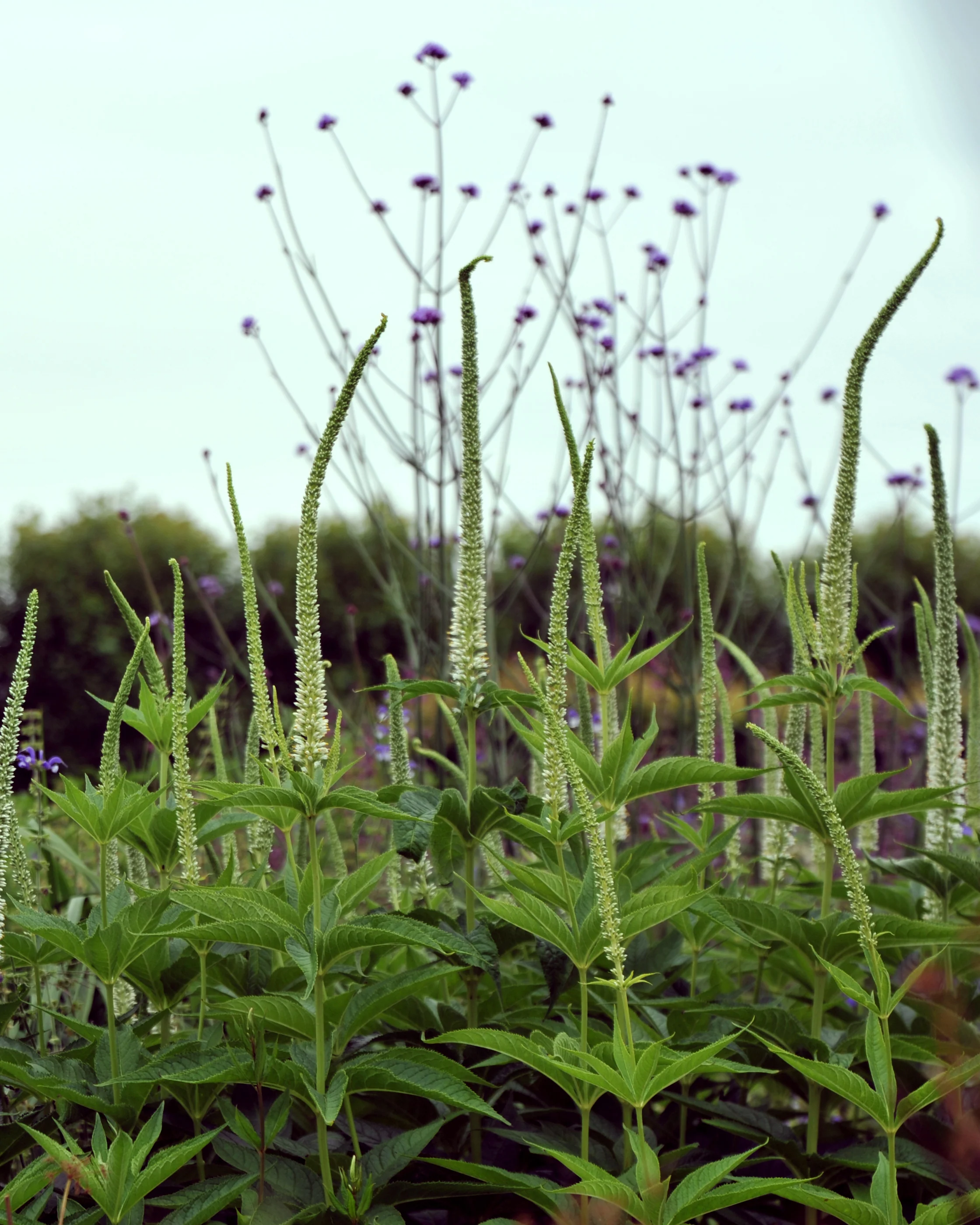 Veronicastrum 'Springdew' - Image 4