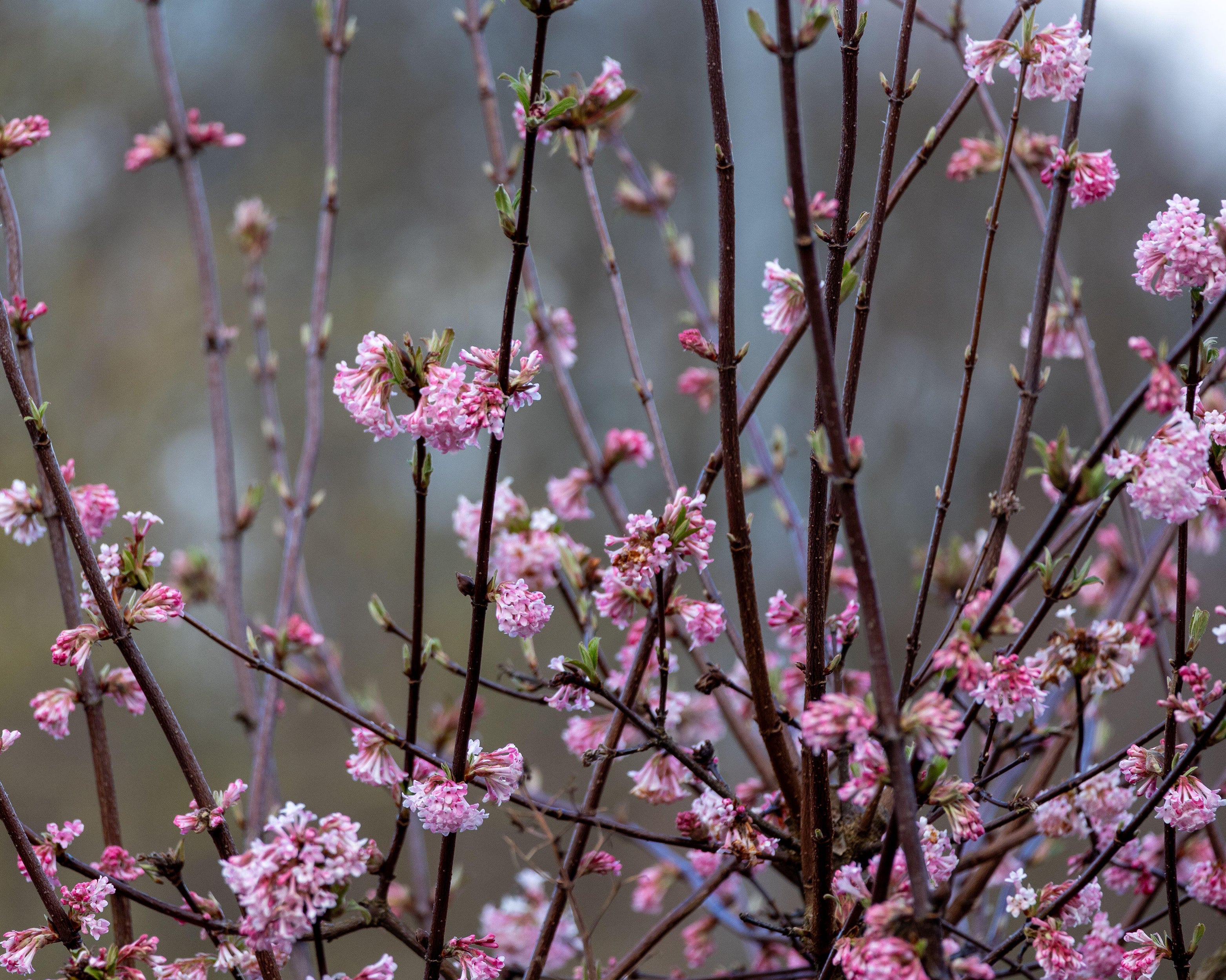 Viburnum 'Charles Lamont' - Image 2