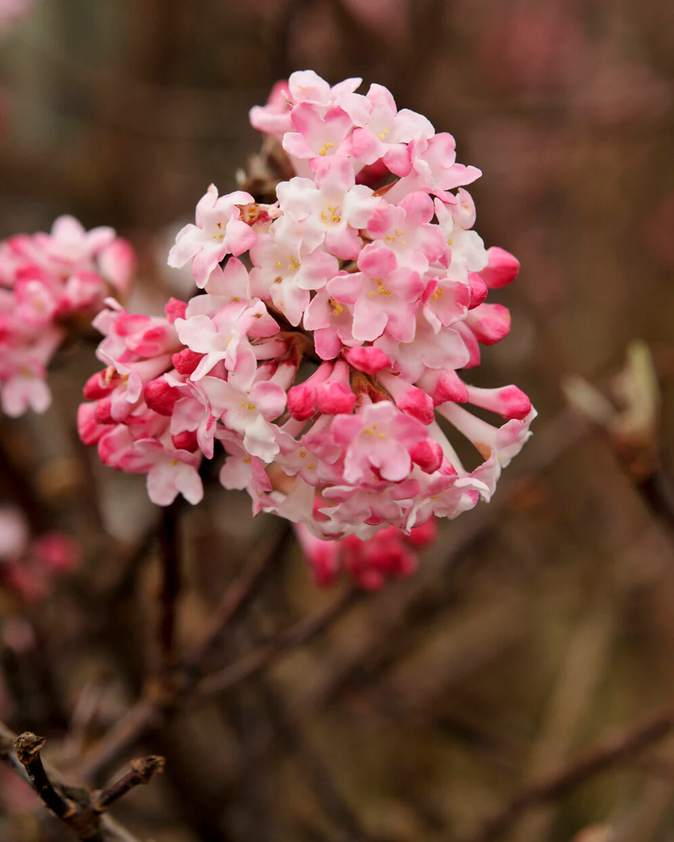 Viburnum 'Charles Lamont' - Image 5