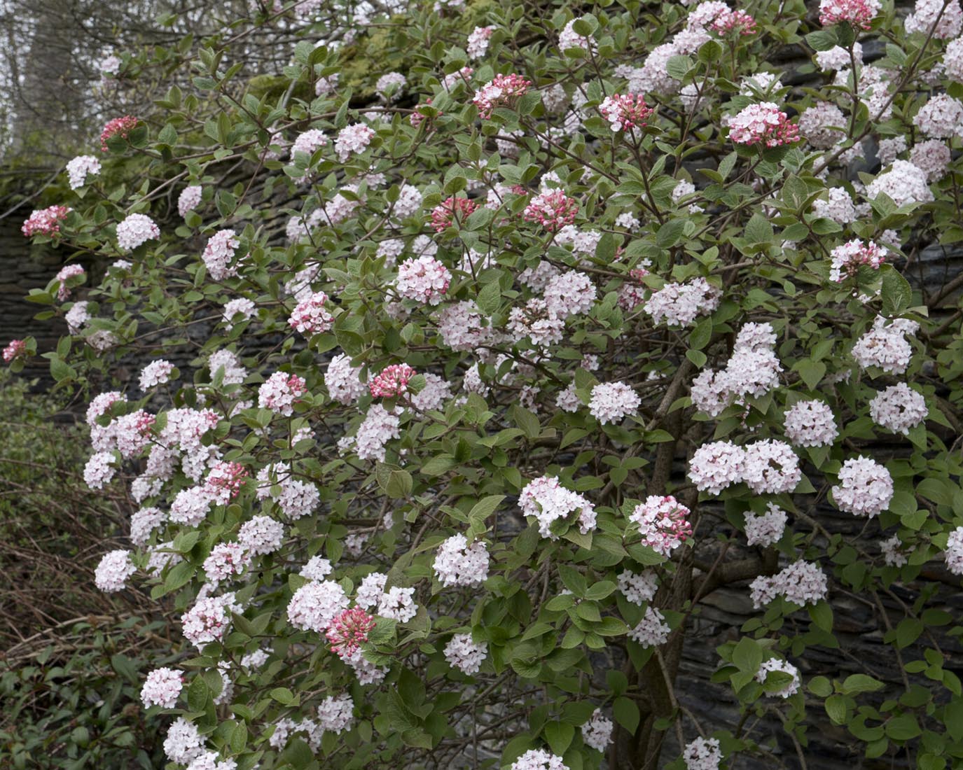 Viburnum 'Compactum' - Image 2