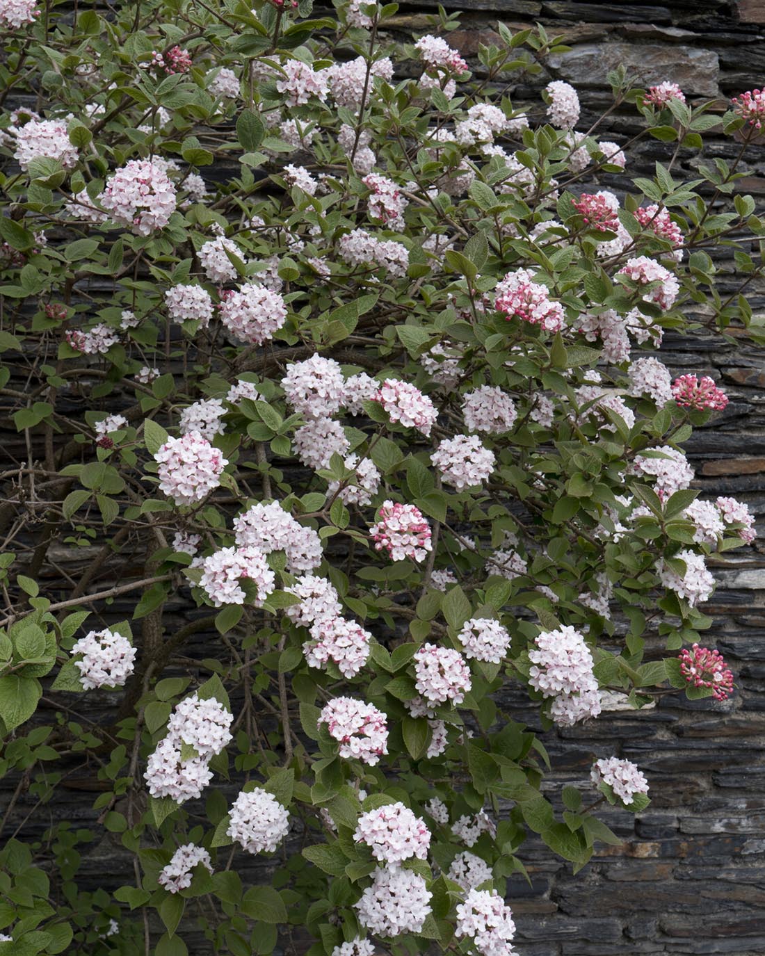 Viburnum 'Compactum' - Image 4