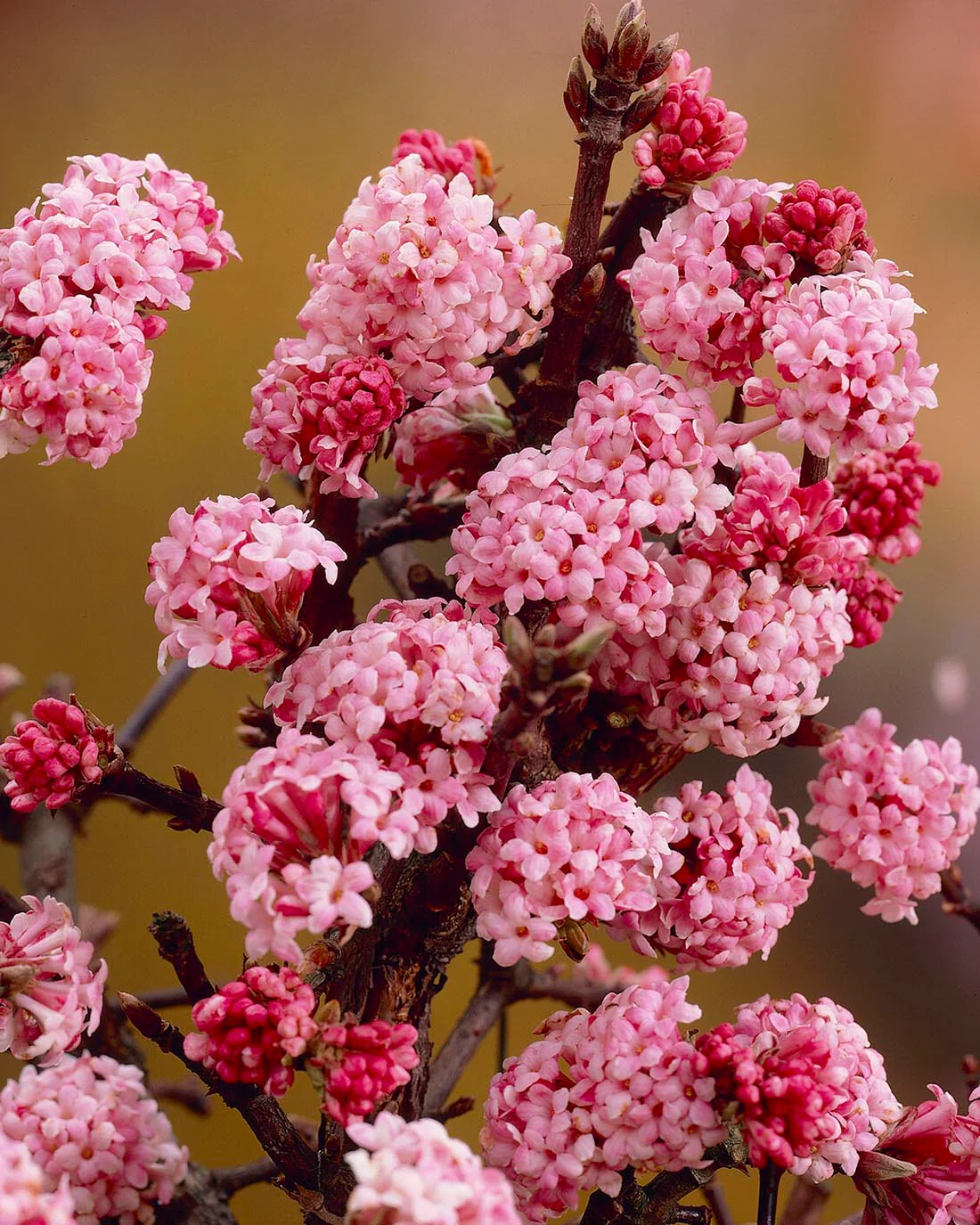 Viburnum 'Dawn'